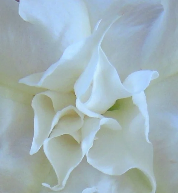 Angel Trumpet.jpg