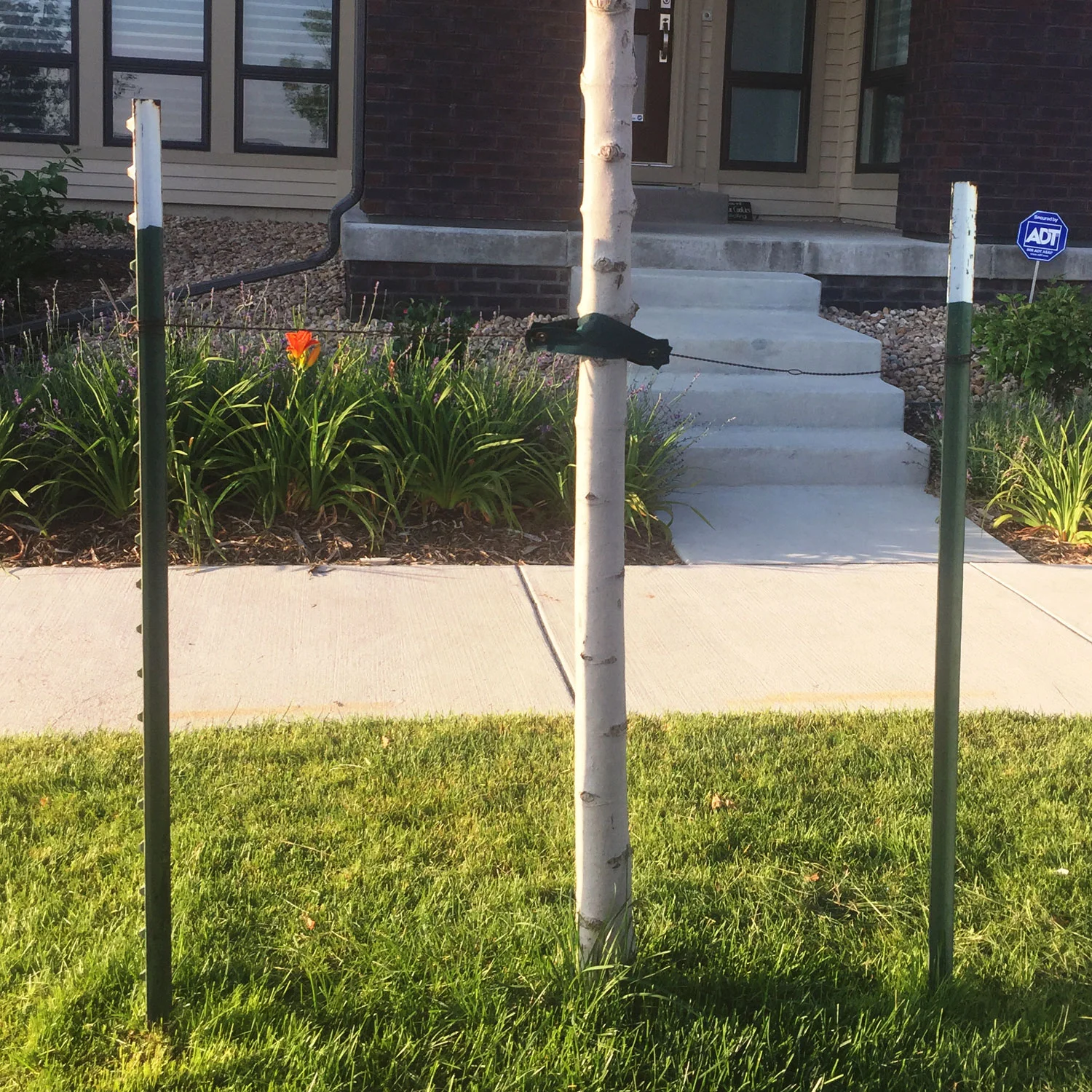 post-painted-tree-stake-out-3.jpg
