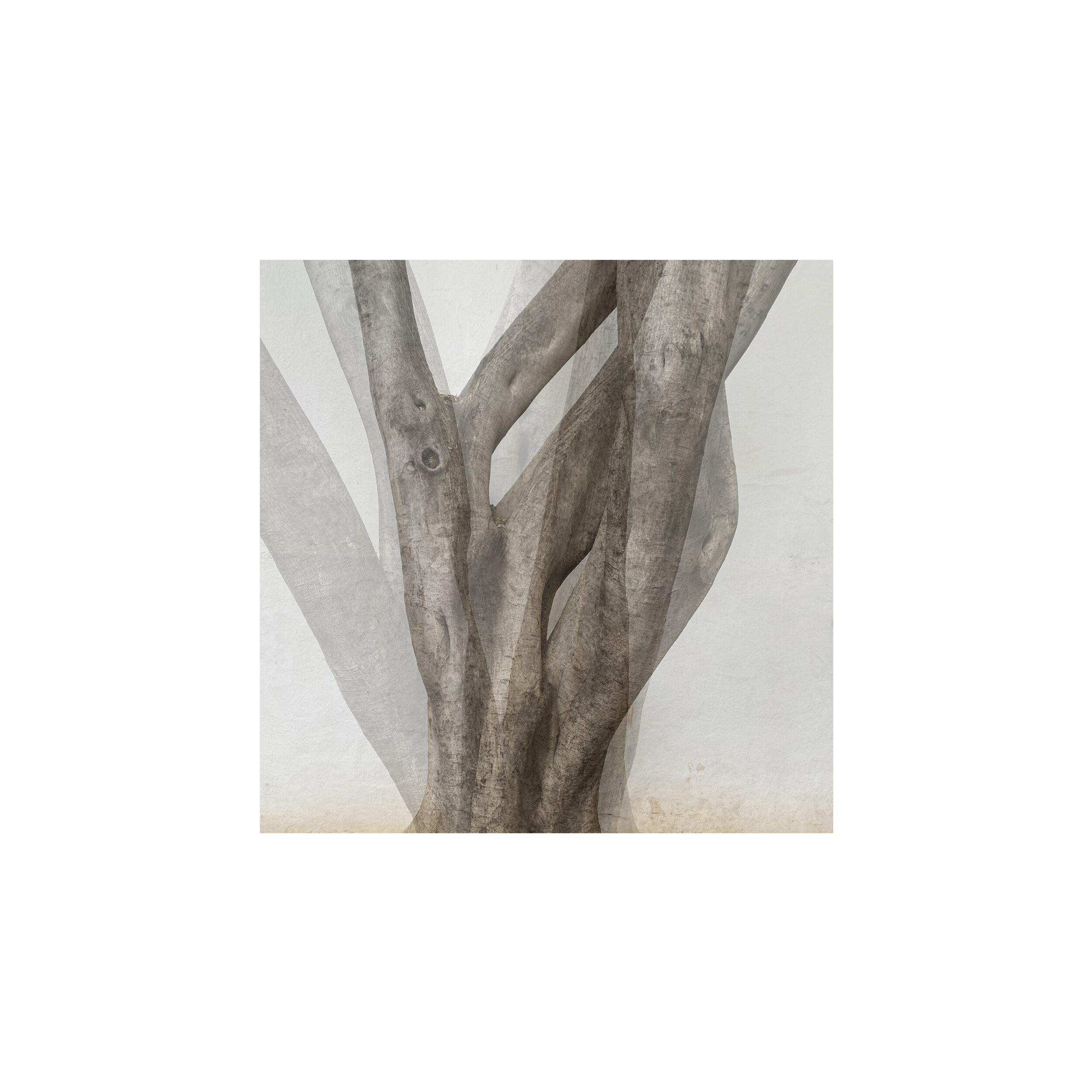 trees of oaxaca website.jpg