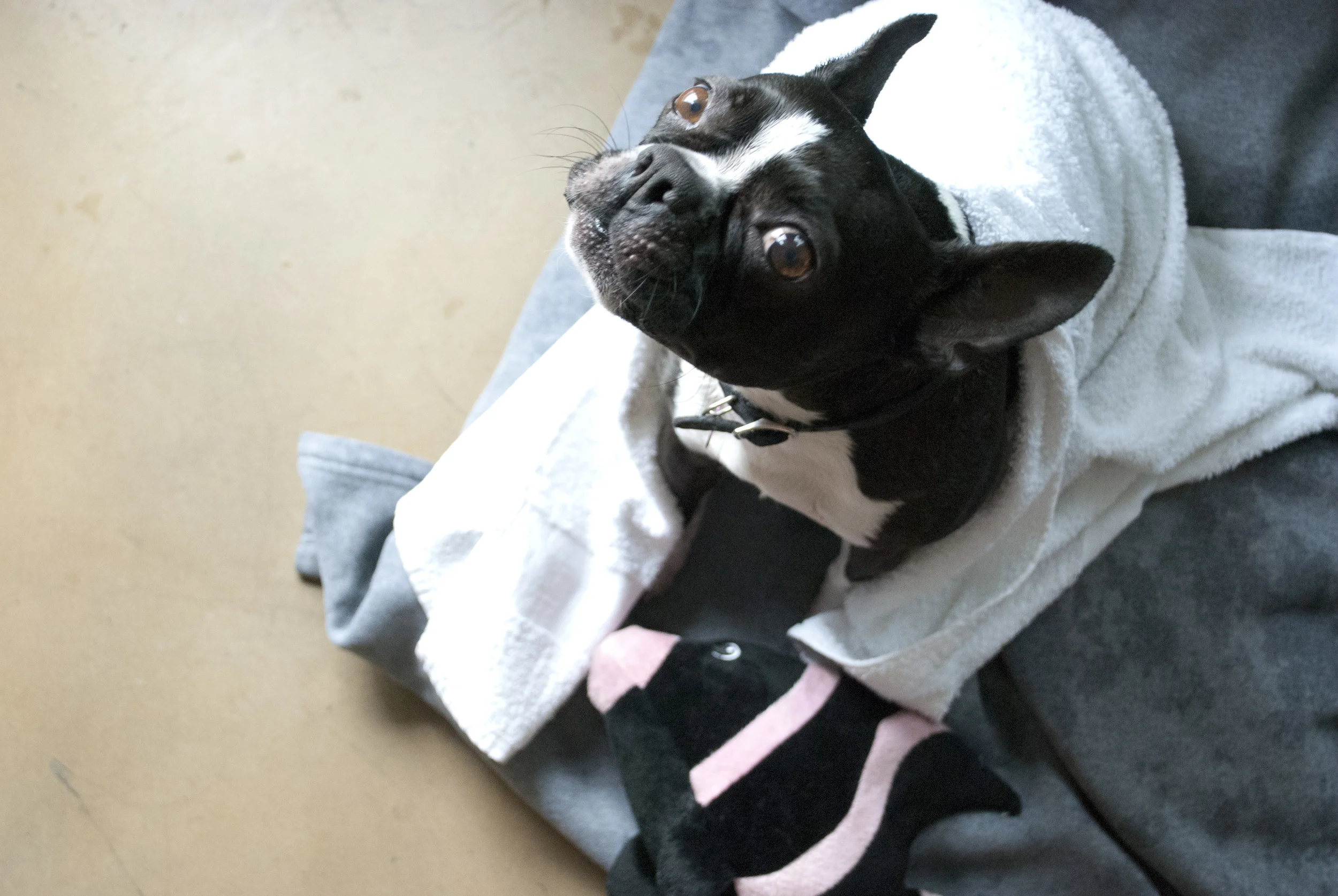 Meet Xena, Danie's Boston Terrier (whom Zuzu Zenie is named after). Think you can't be Brave Tutu? This stare-down begs to differ.