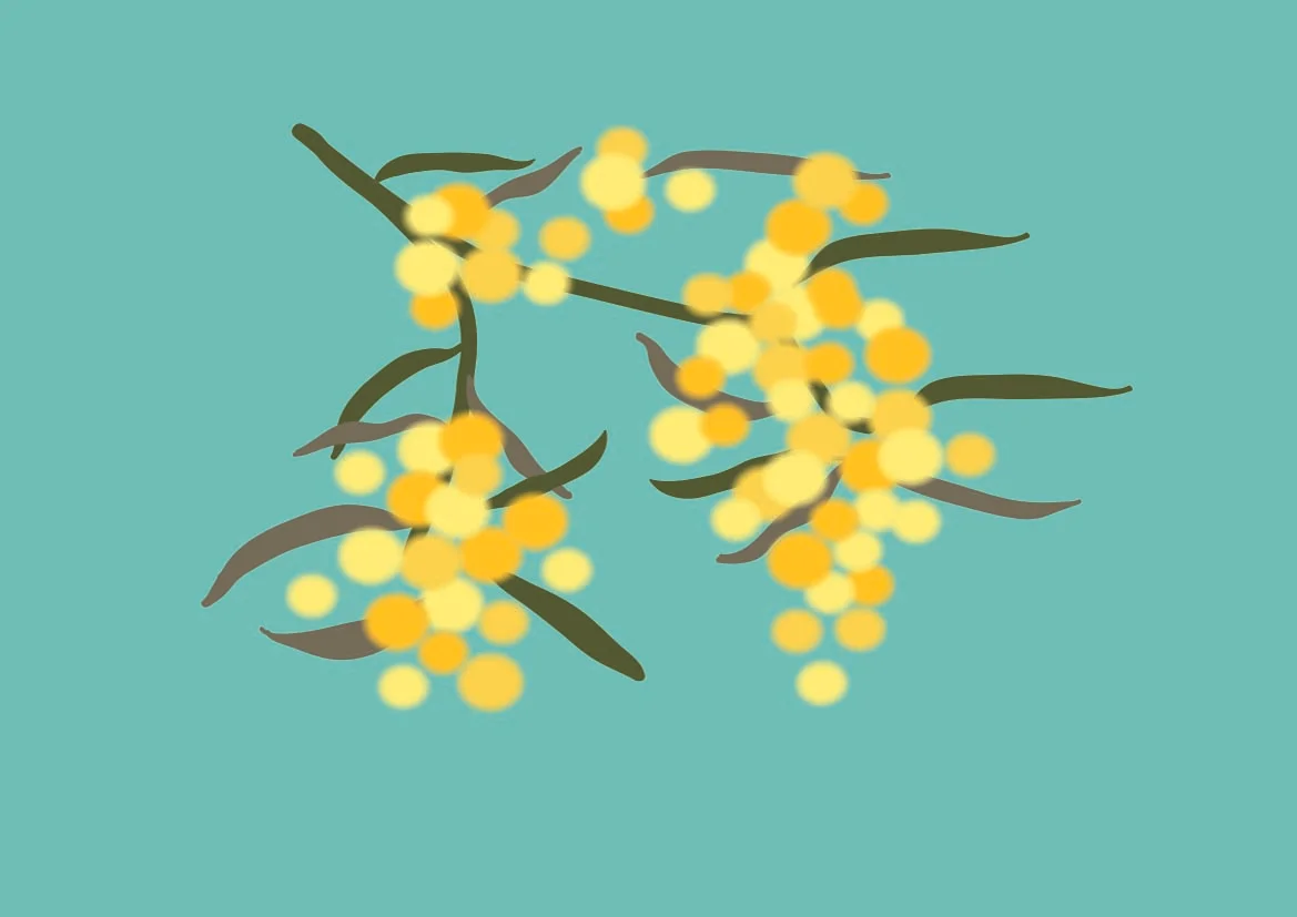 Wattle-Illo-final.testweb.jpg