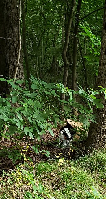 Richmond Park Dumping B.jpg