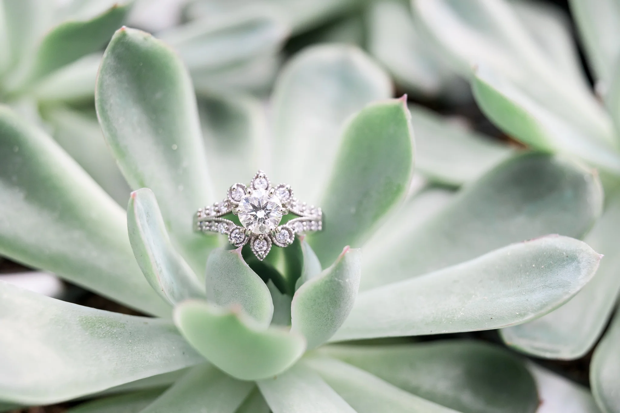 Grand Rapids Michigan Greenhouse Engagement Session