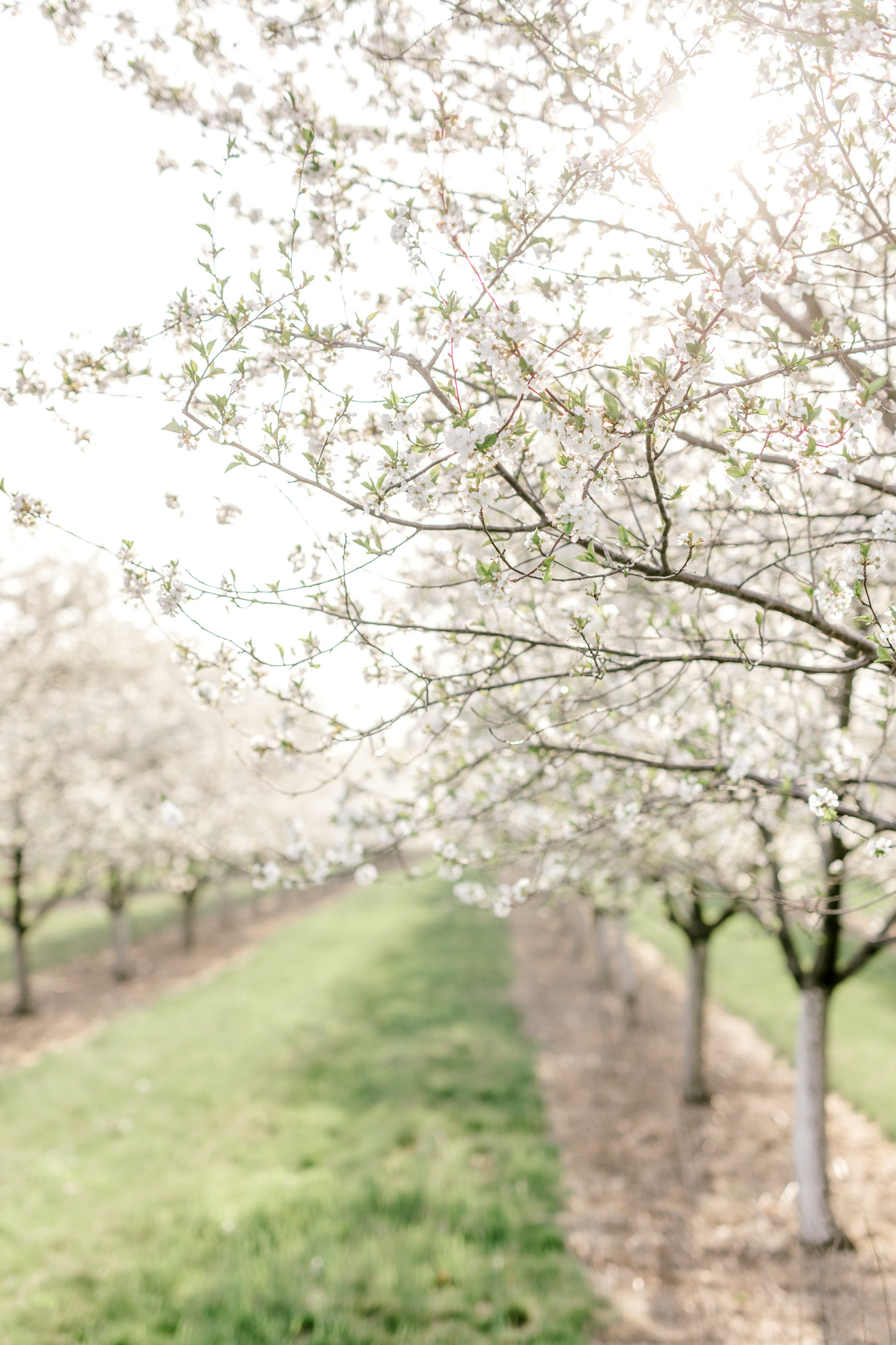 Spring Cherry Blossom Maternity Session in Mattawan Michigan | Light and Airy Maternity Photos | Couples Maternity | Laurenda Marie Photography