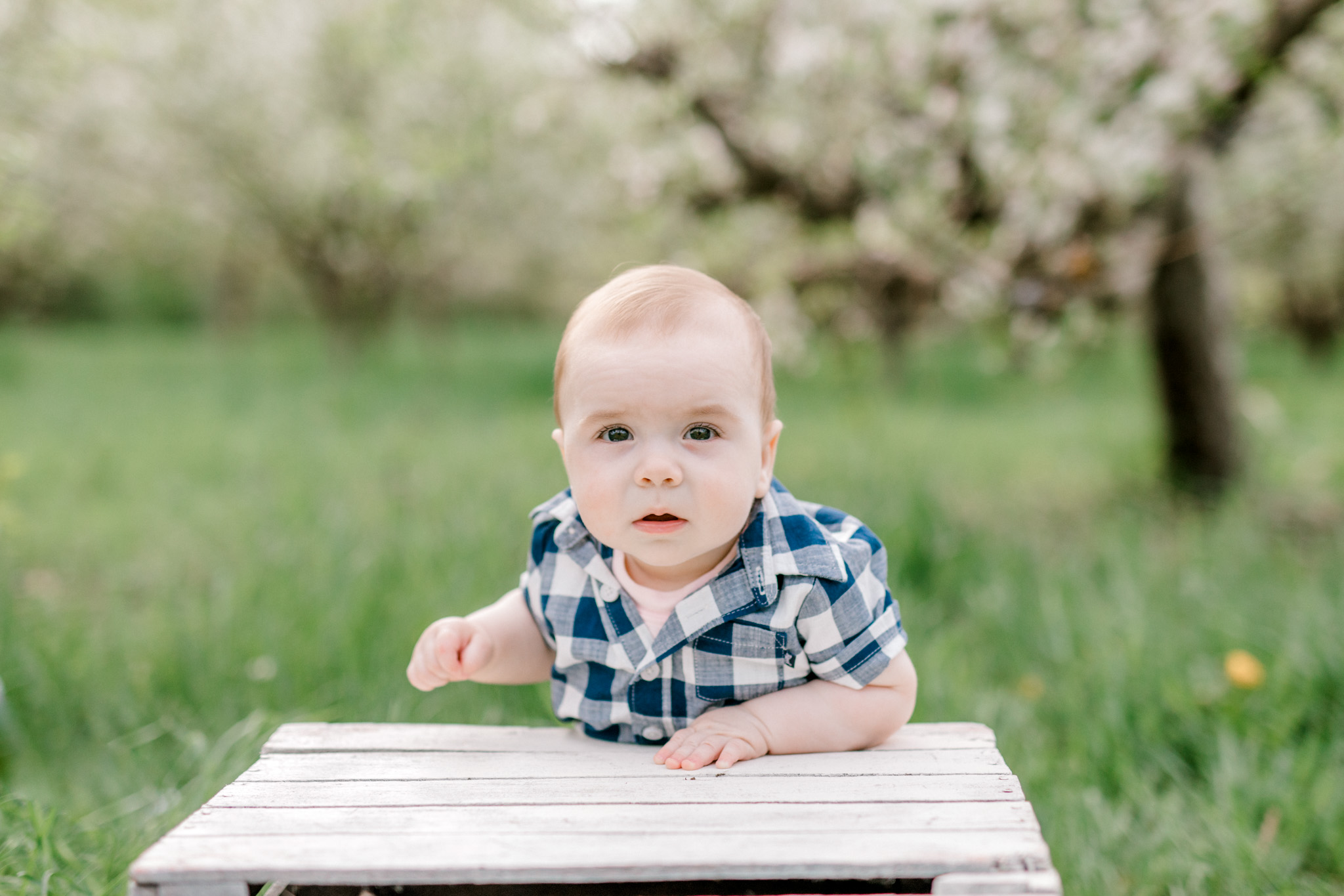 Spring Family Lifestyle Session at the Apple Orchard | Laurenda Marie Photography | Grand Rapids, Michigan
