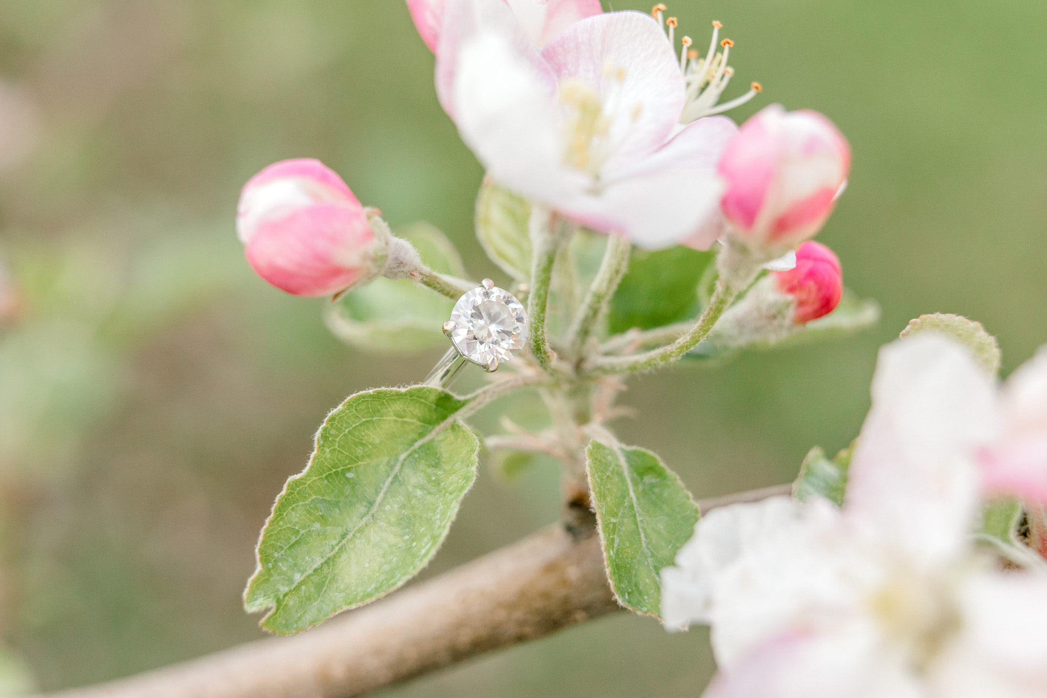 A sweet spring engagement session at the orchard | laurenda marie photography | west michigan weddings | west michigan engagement