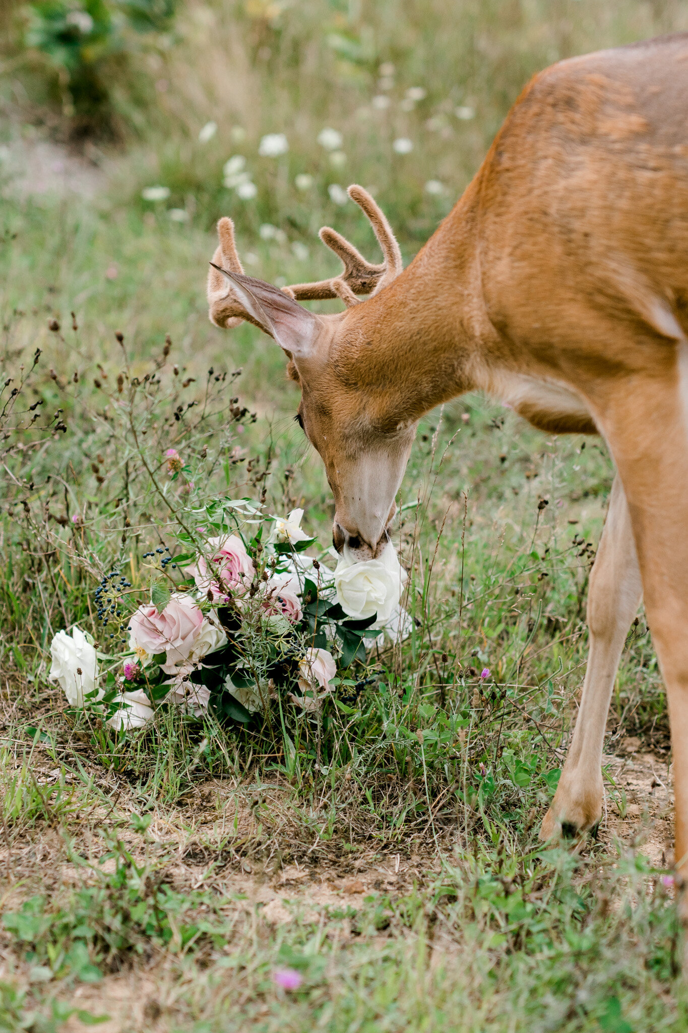 Outdoor Michigan Wedding at The Felt Estate | Wild deer photobombs golden hour portraits and eats the brides bouquet | Laurenda Marie Photography