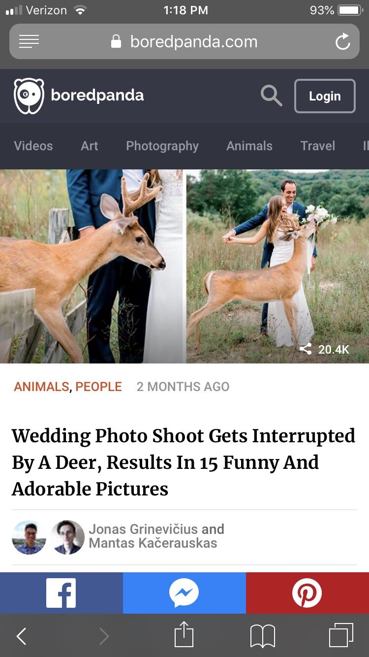 Bored Panda | Wild Deer Photobombs Wedding and Eats Brides Bouquet