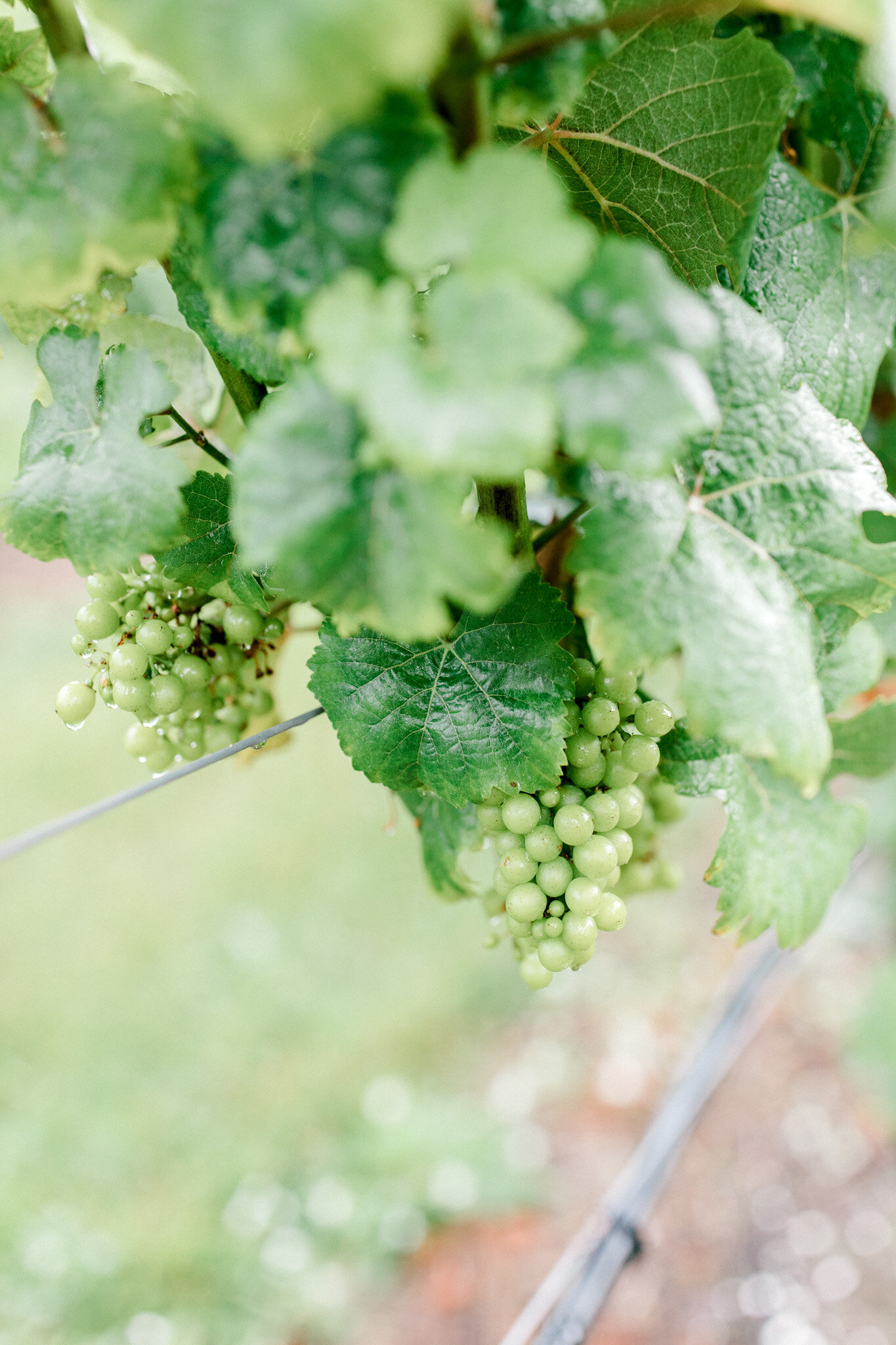 Vineyard Wedding in Traverse City | Brengman Brother's Wedding | Michigan Wedding Photographer | Laurenda Marie Photography