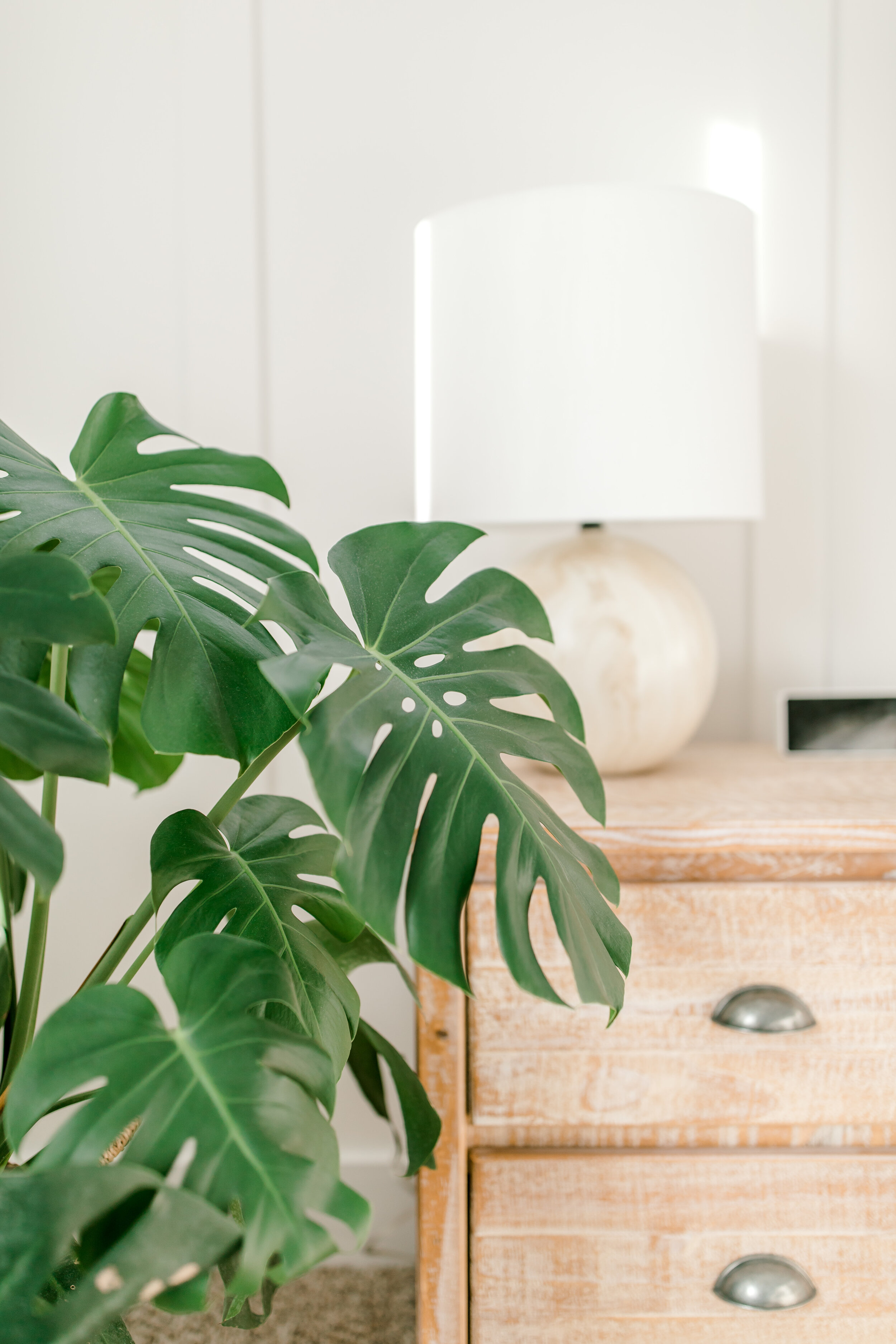 Monstera Leaf
