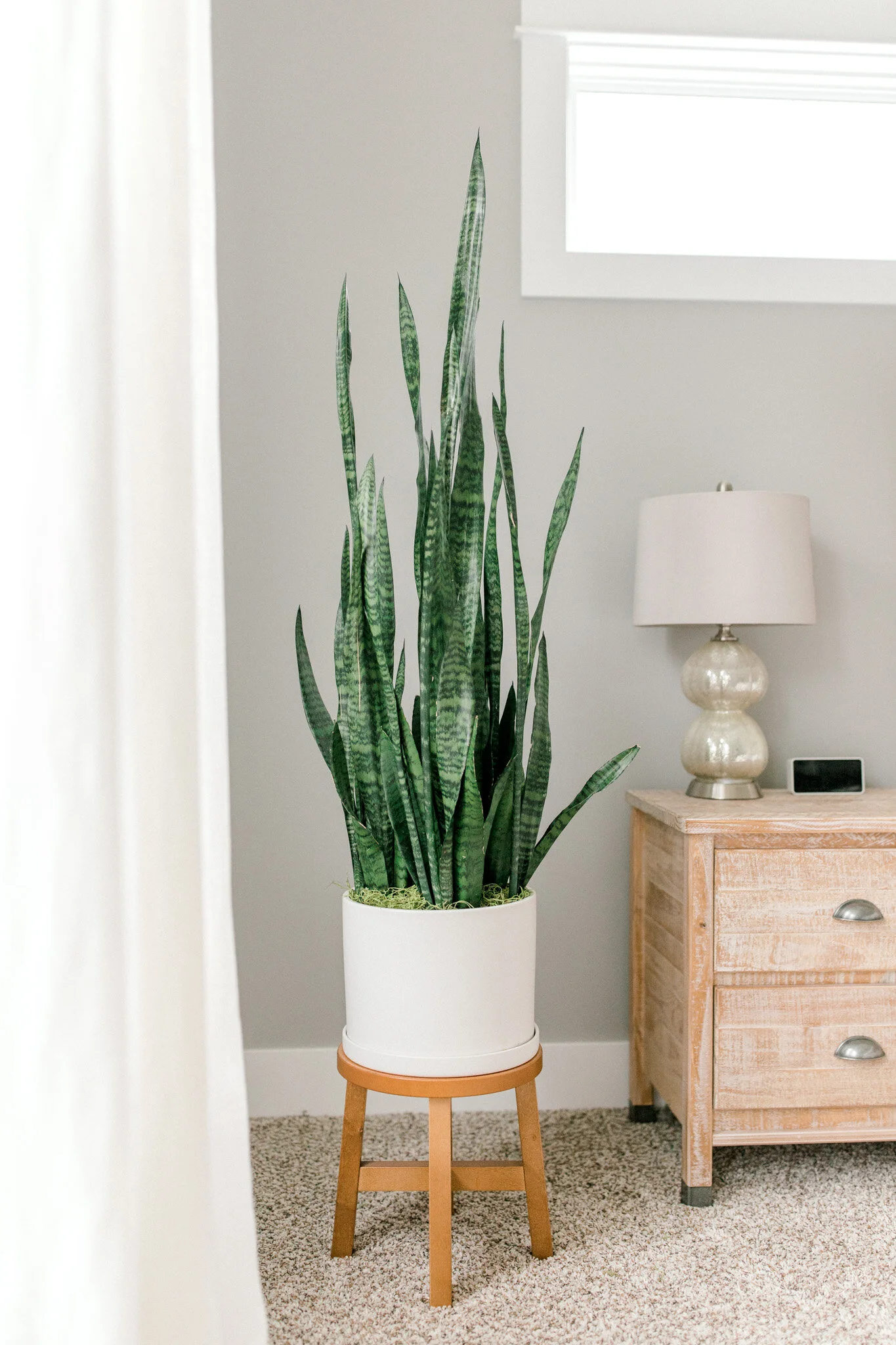 Snake Plant