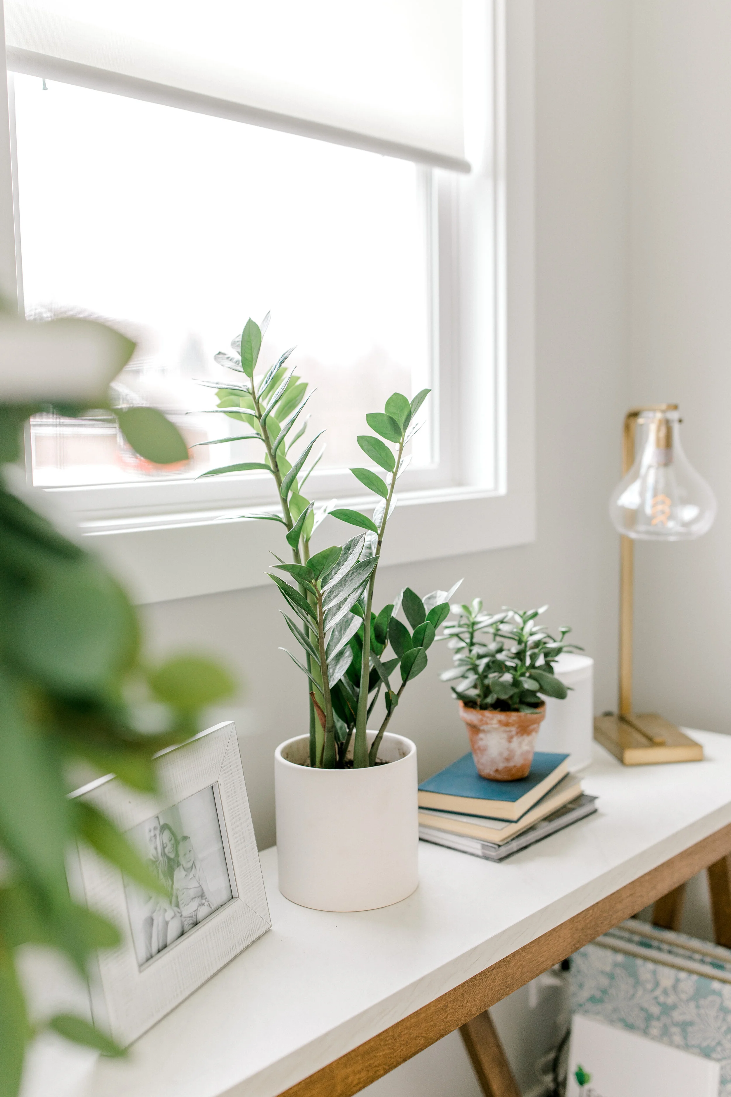 ZZ Plant