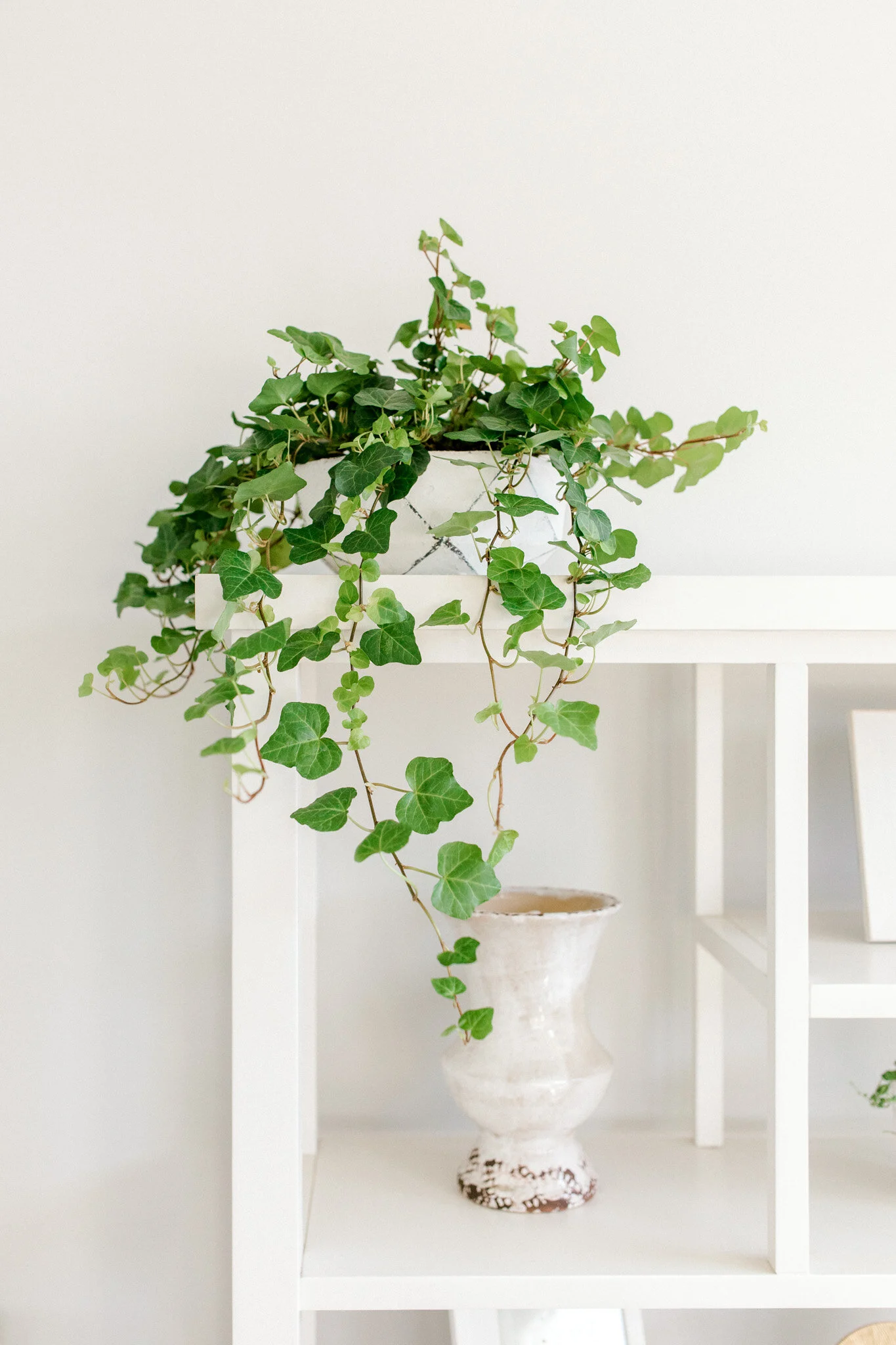 Ivy