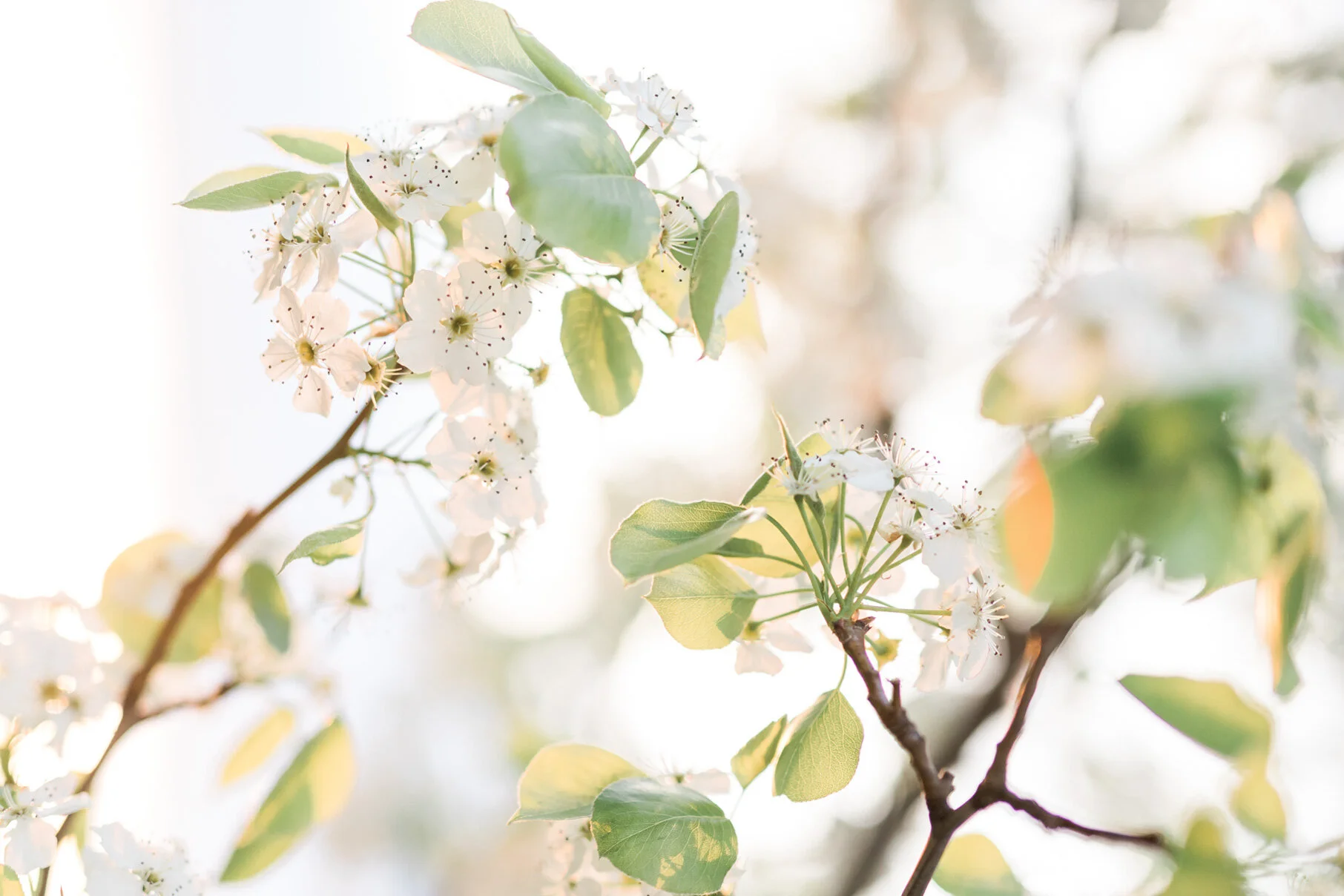 Spring Blossoms 1