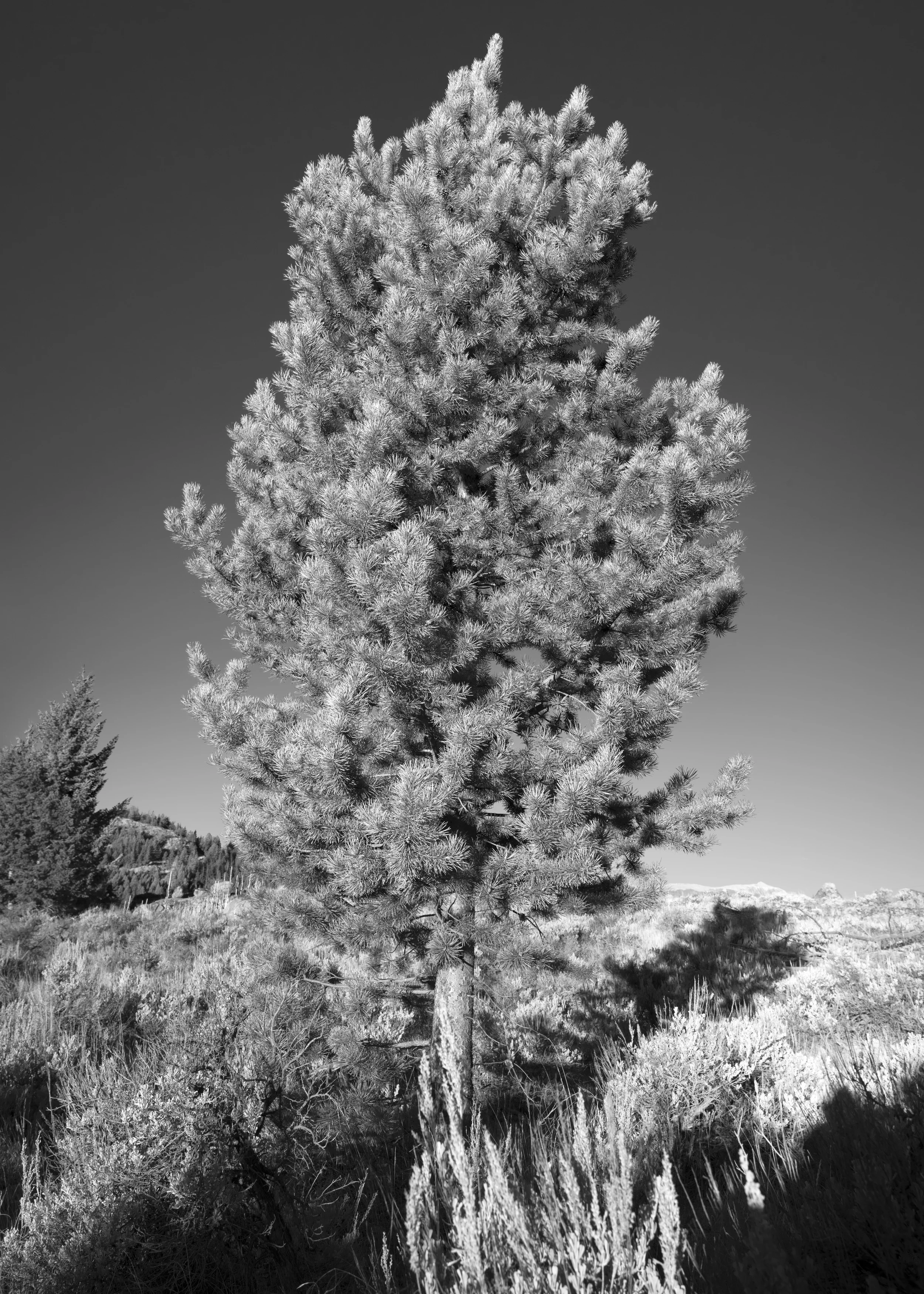 tree1_Panorama1.jpg