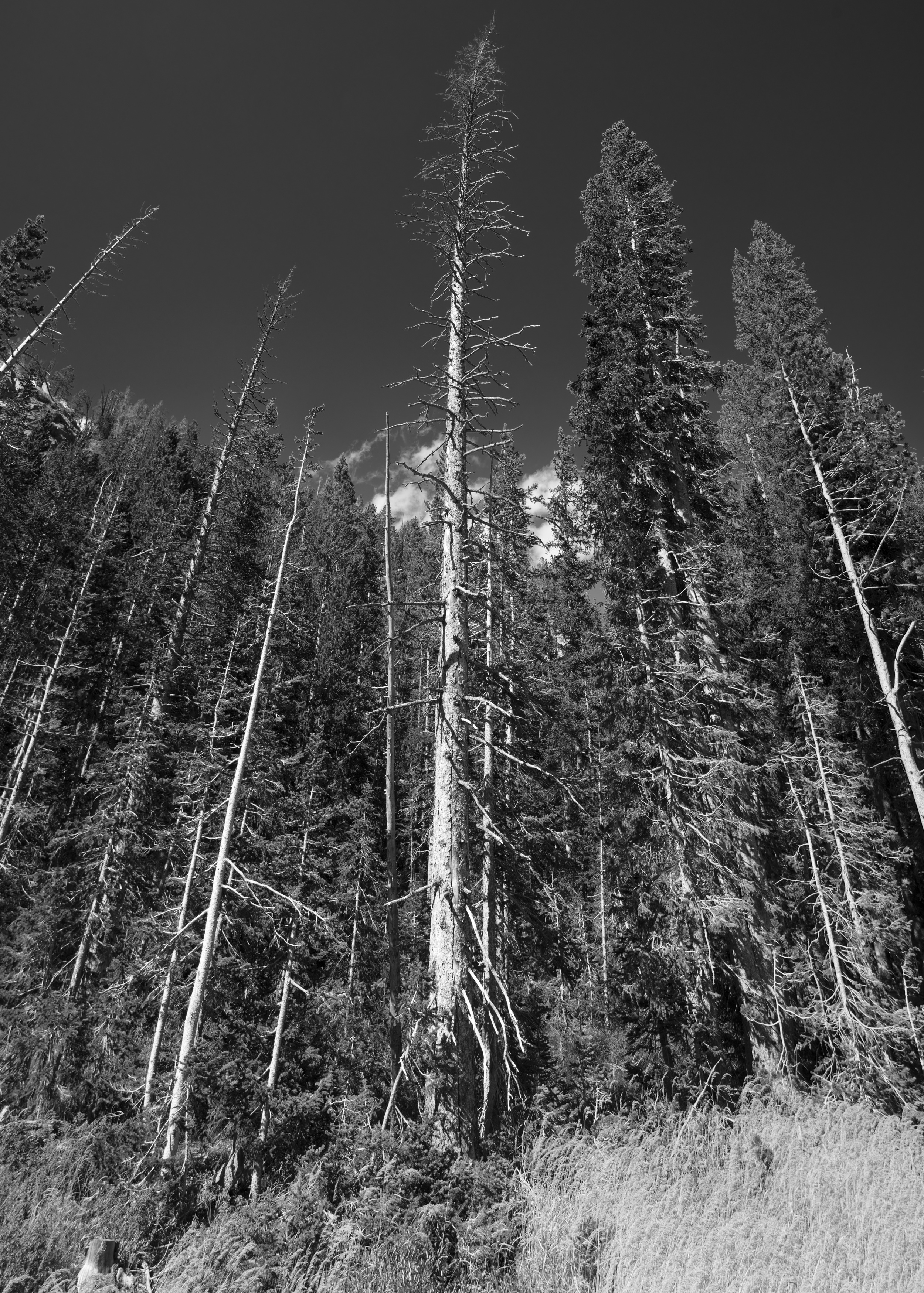 tree2_Panorama1.jpg