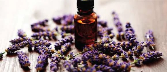 lavender.jpg