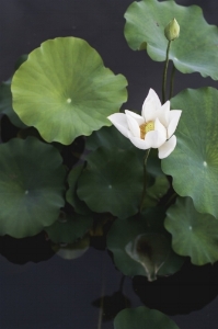 Lily Unsplash -1470364610780-b5ec575a77a0.jpeg