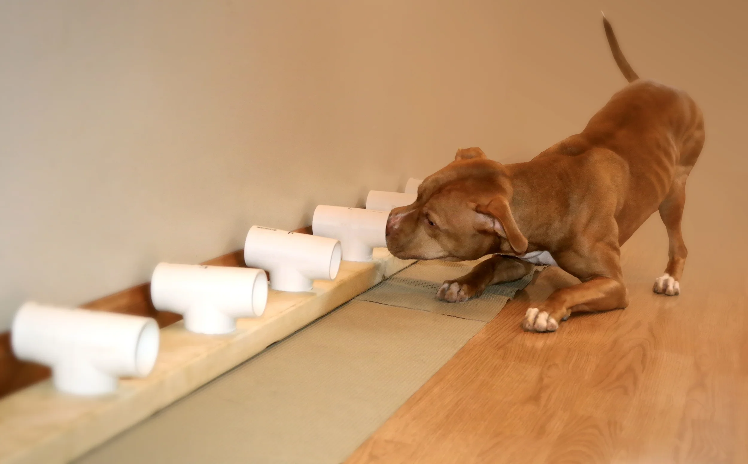 wet food only for cats