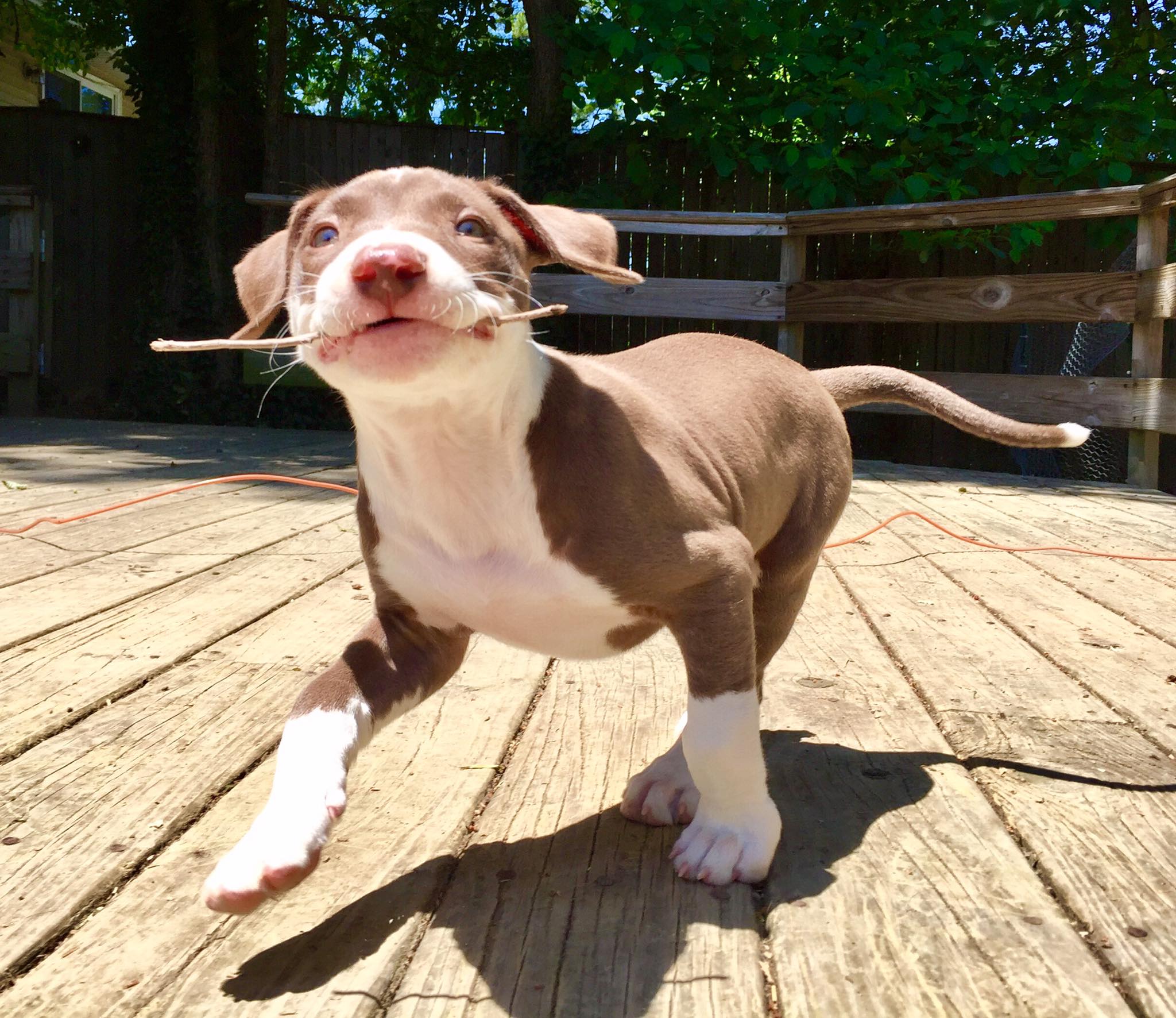 infinity k9 training