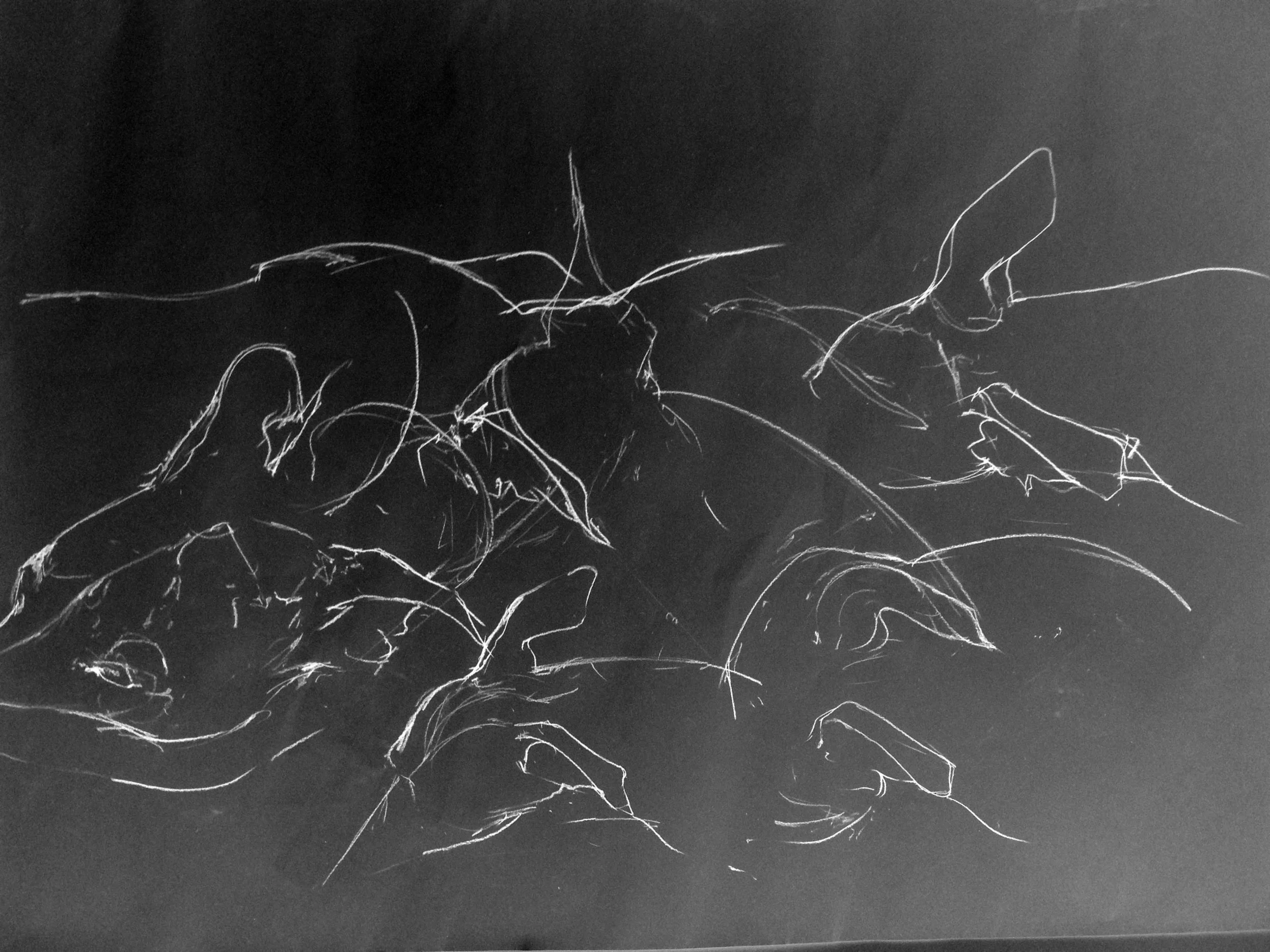 WhippetEarSketches.jpg