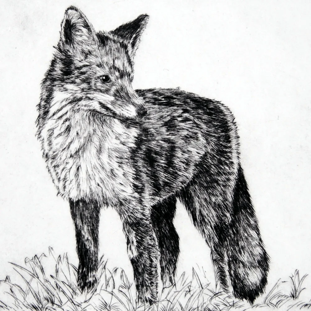 JohnDouglasPiperRedFoxDetailSquare.jpg