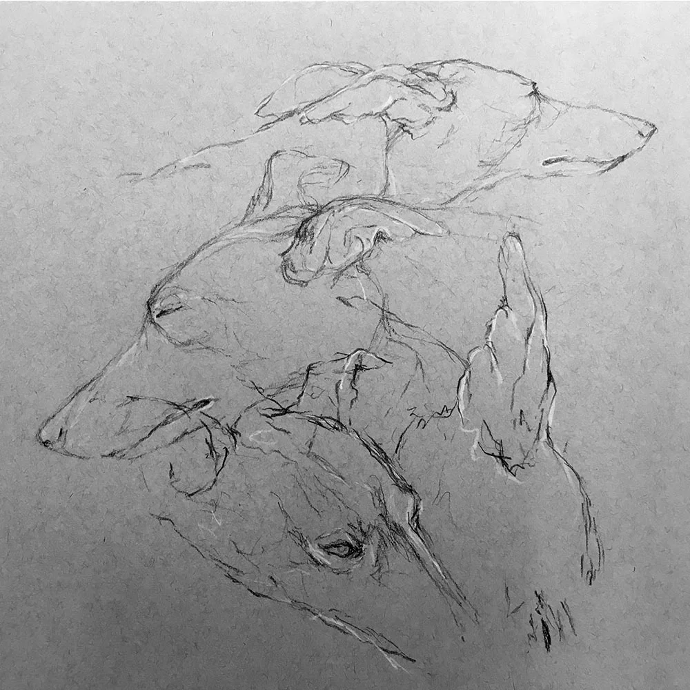 whippetdrawingSquare.jpg