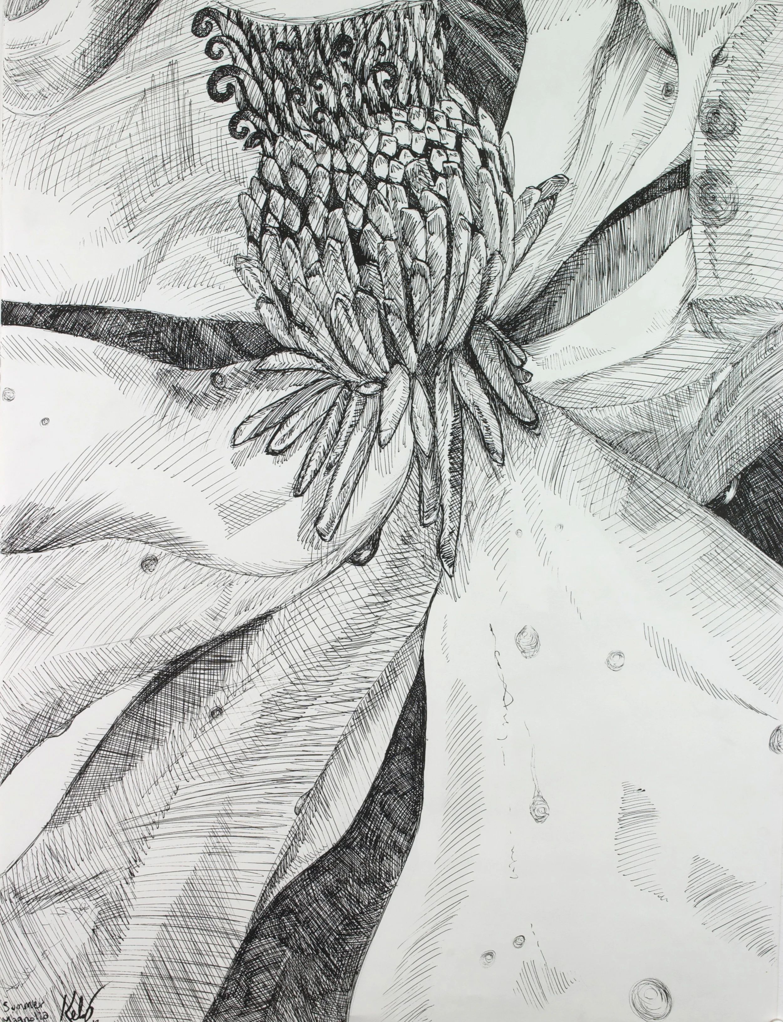 Summer Magnolia