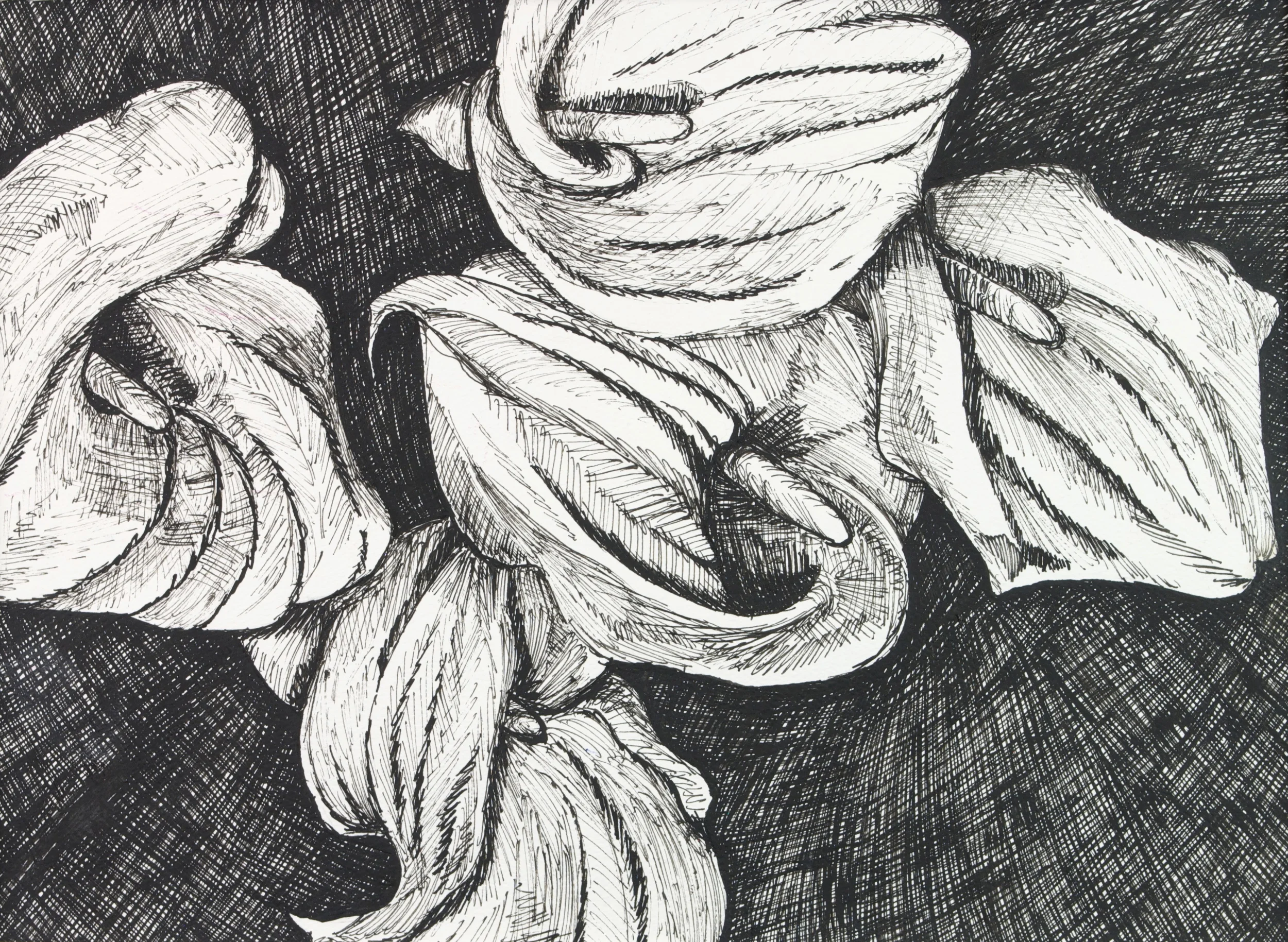 Five Lilies