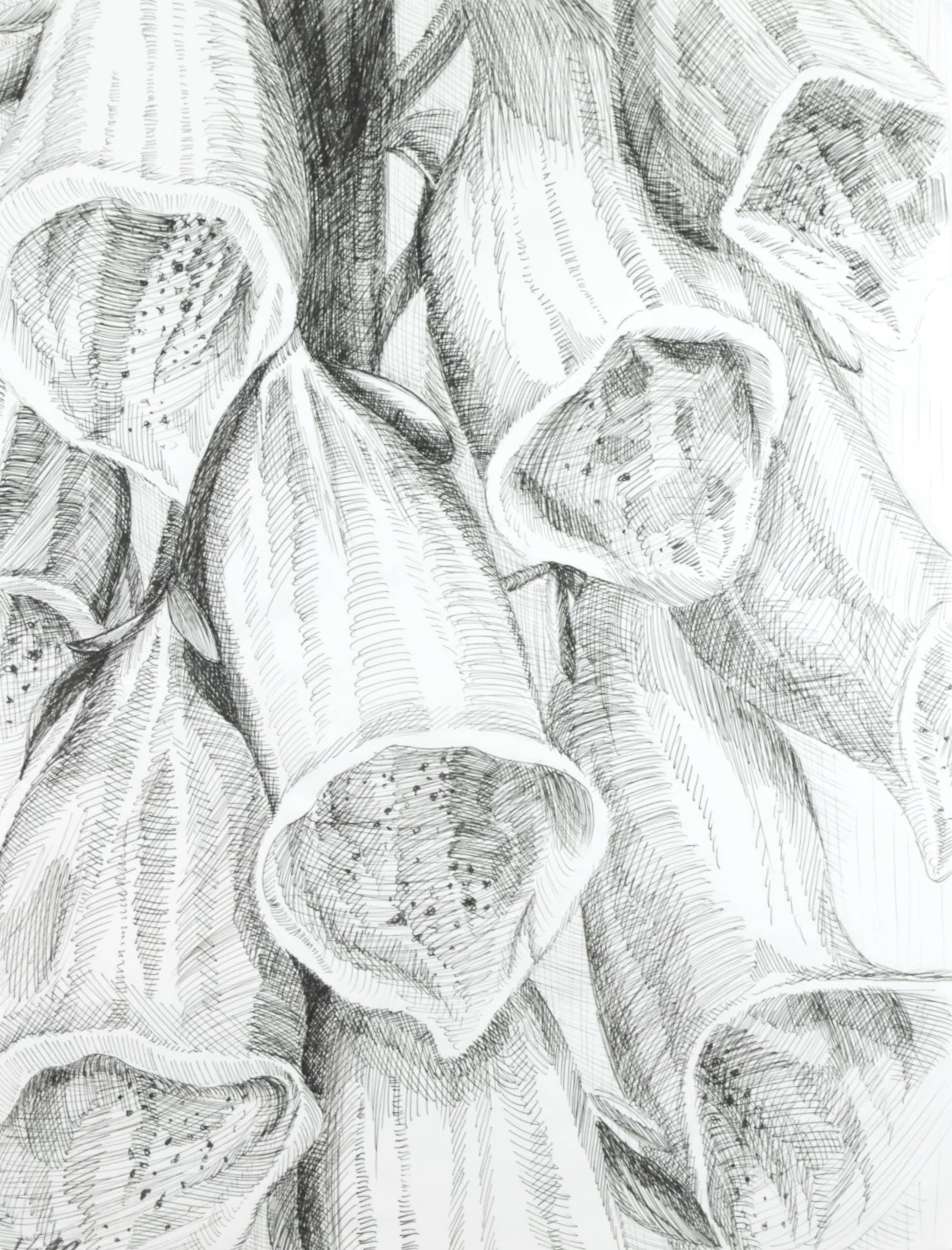 Daddy's Foxglove