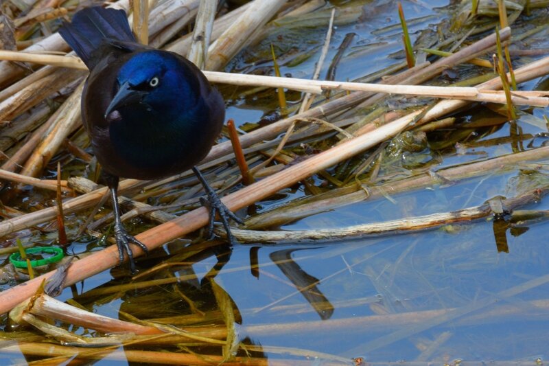 Blackbird_8858 8x6.jpg