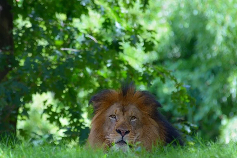 Lion Low_4207 8x6.jpg