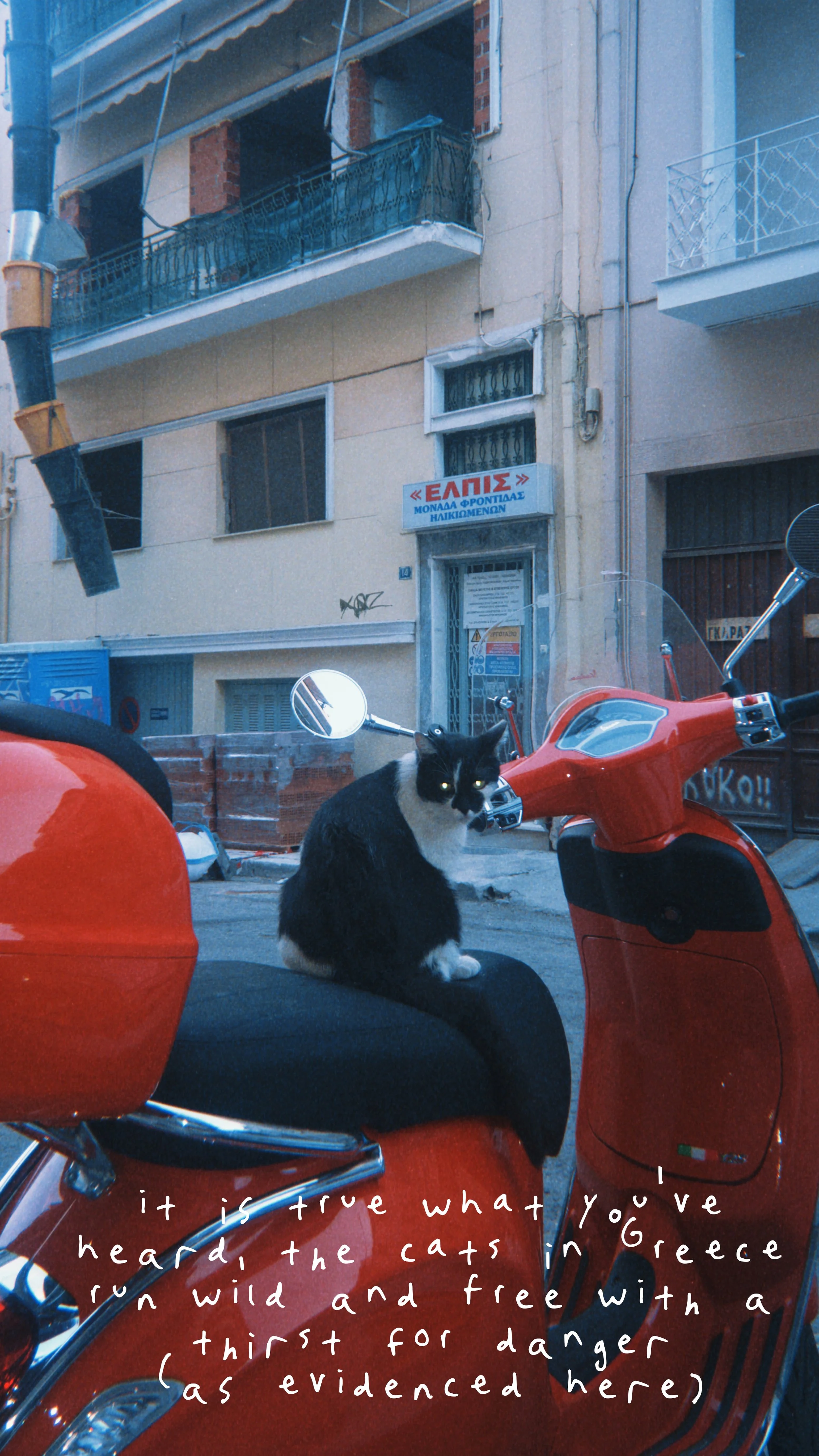 A Cats Thirst For Danger.jpg