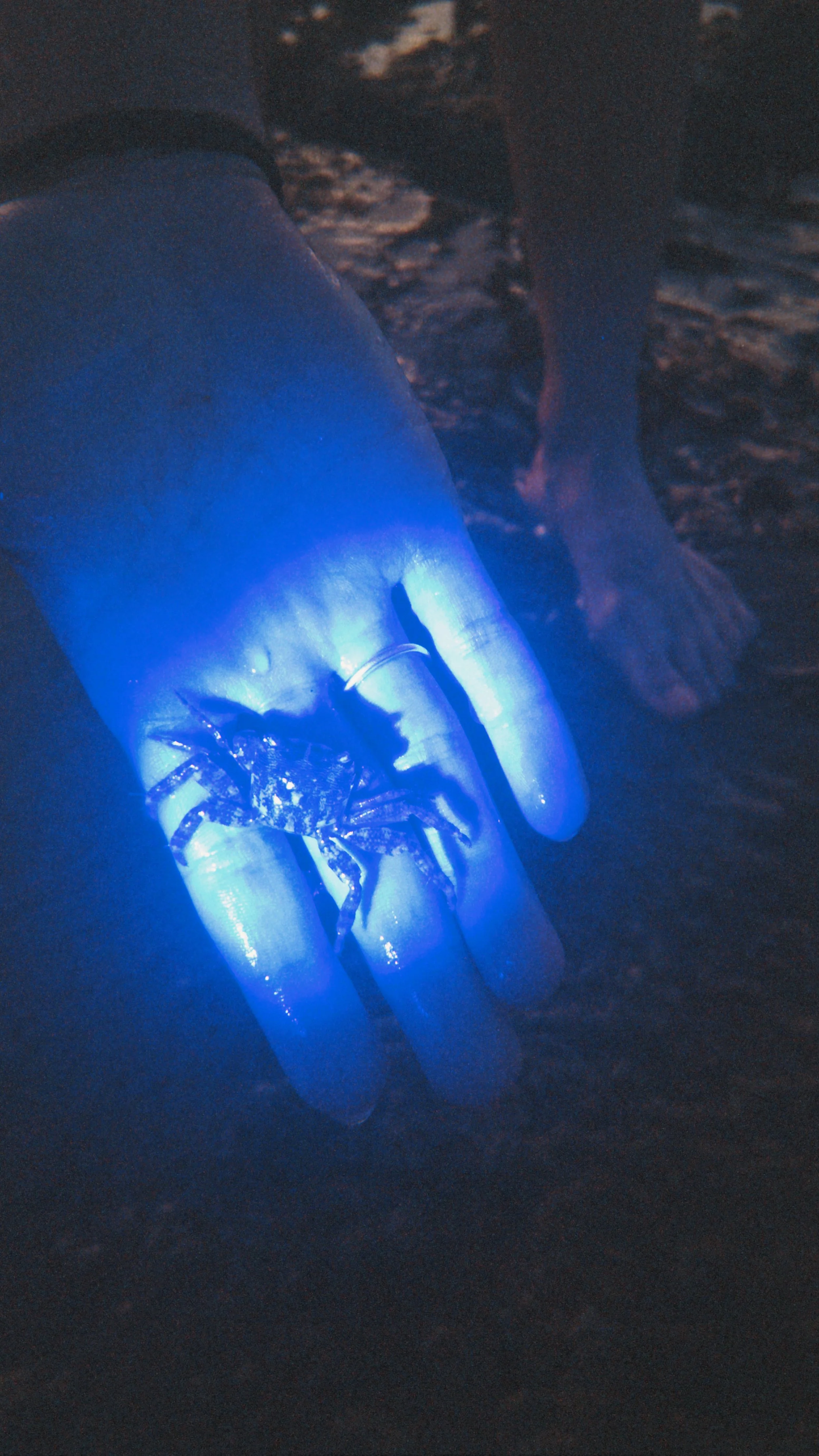 crab.jpg