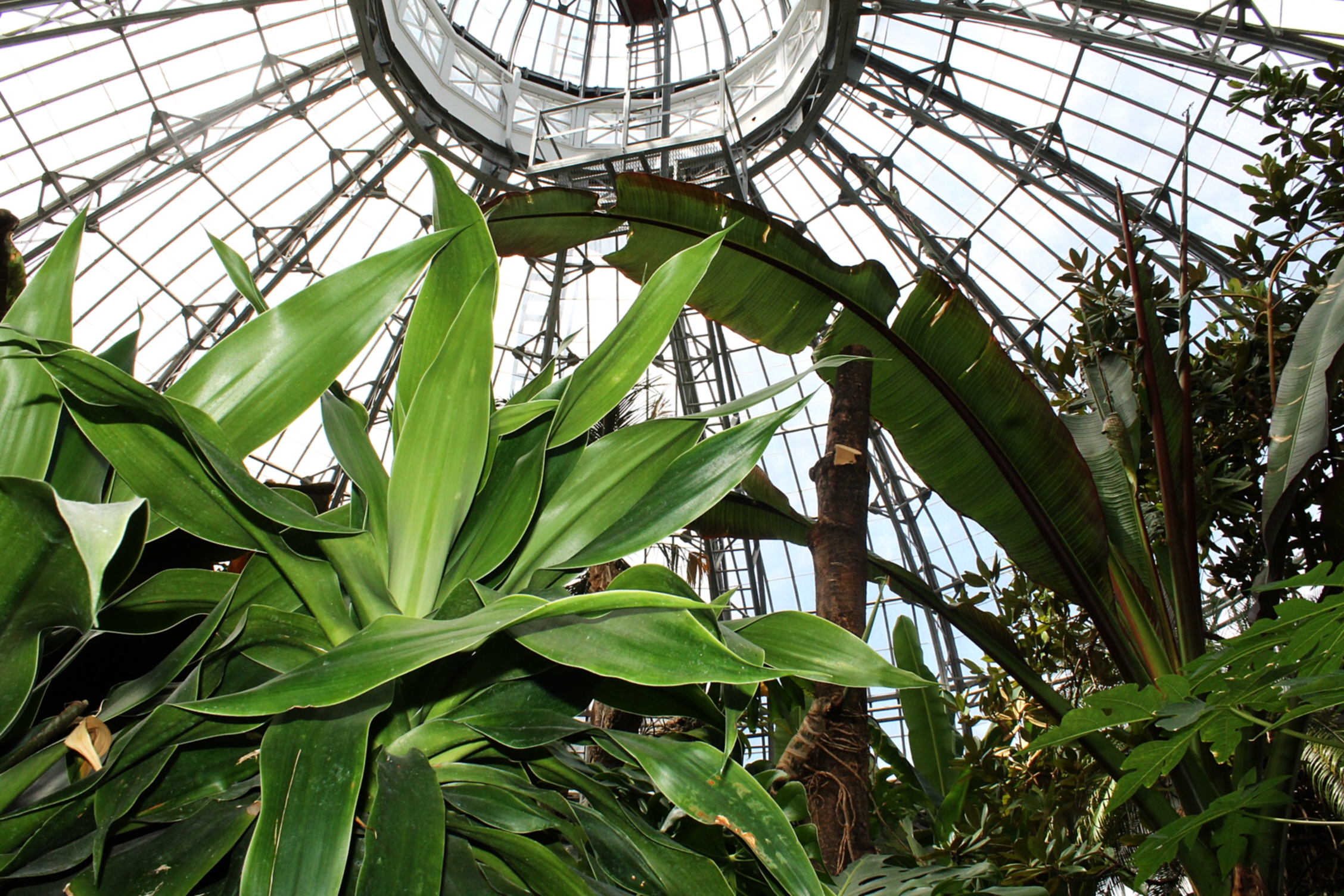 Allan Gardens Conservatory