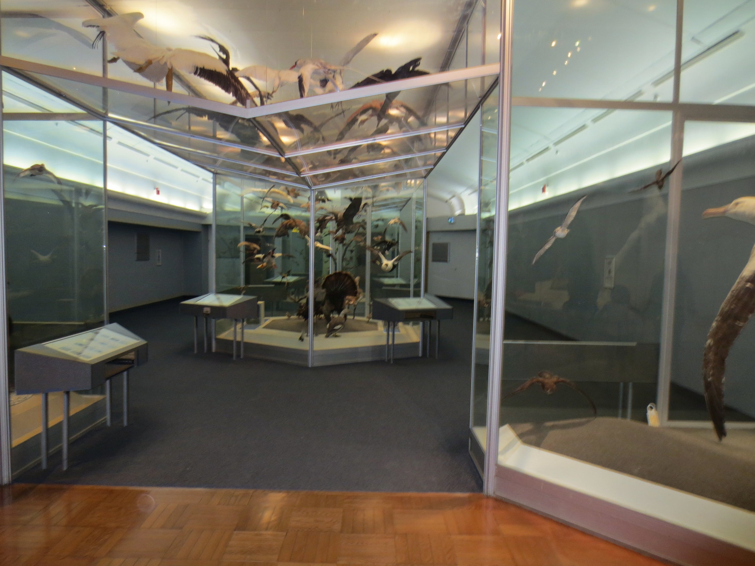 Picture of bird exhibit at the Royal Ontario Museum with contrast panels
