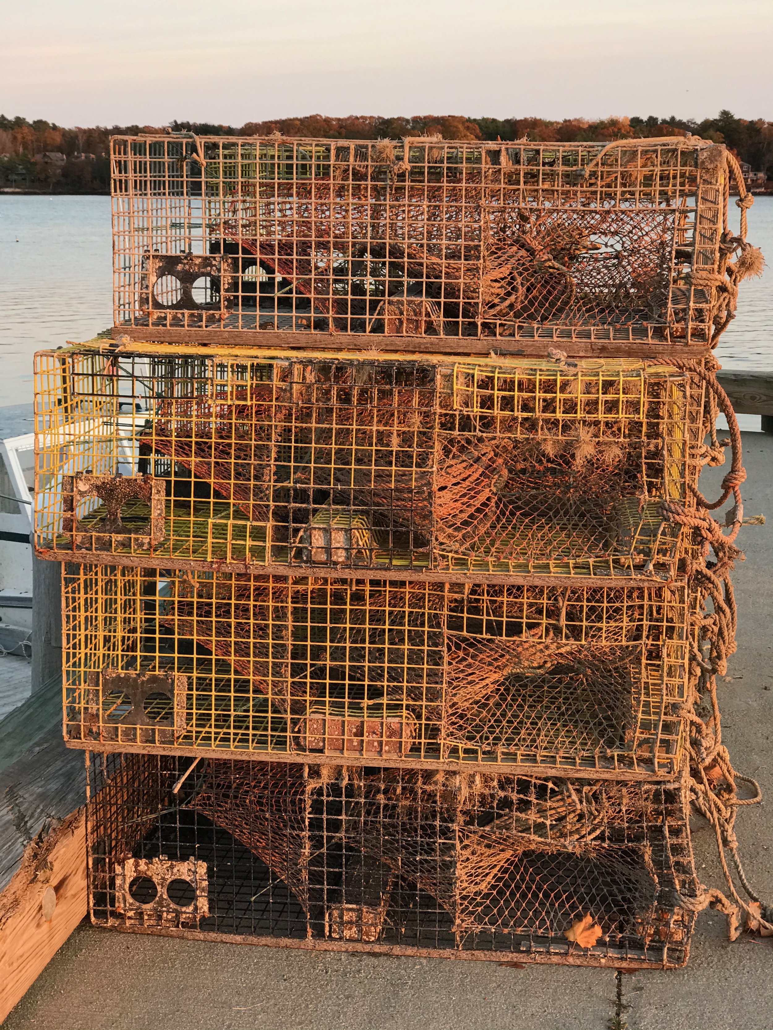 lobster golden hour.jpg