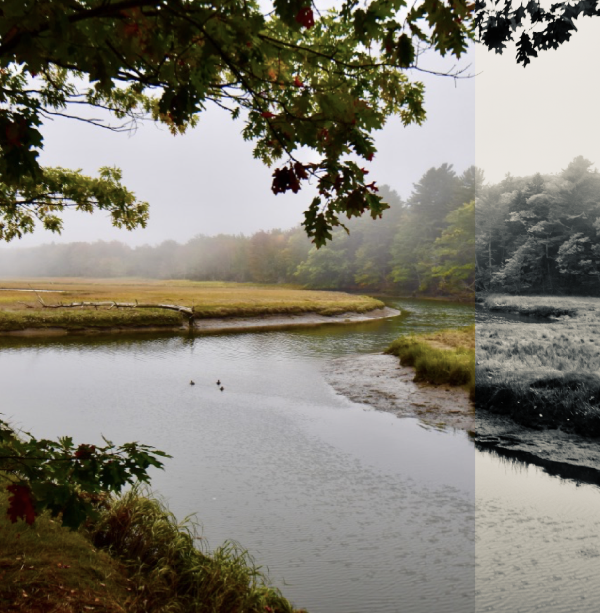 Rachel Carson Preserve Estuary, Maine 