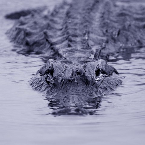 American Alligator