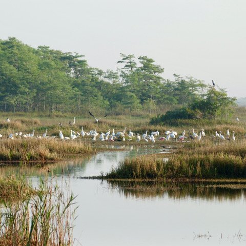 Big Cypress, 2007