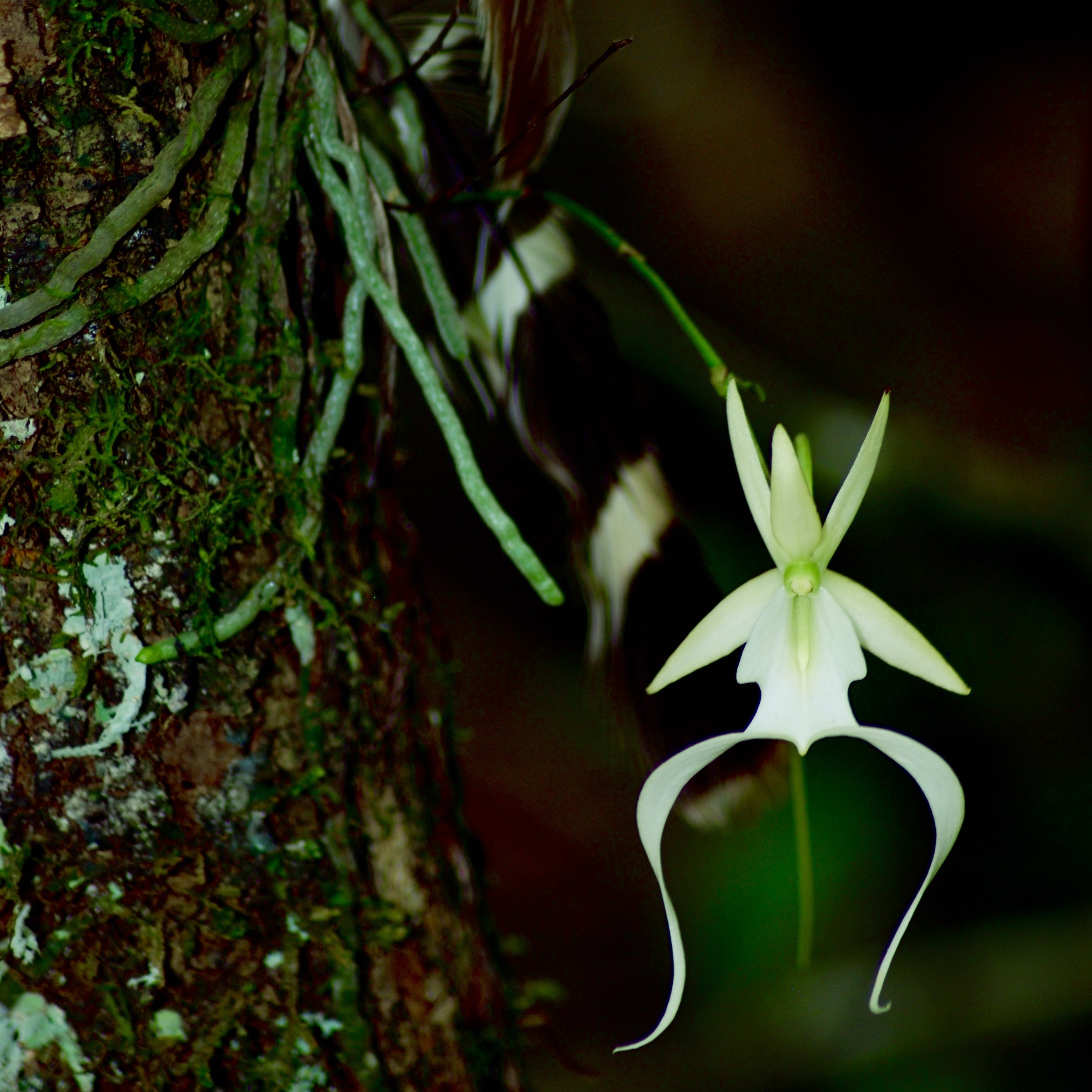 Ghost Orchid & Hawk Feather.jpeg