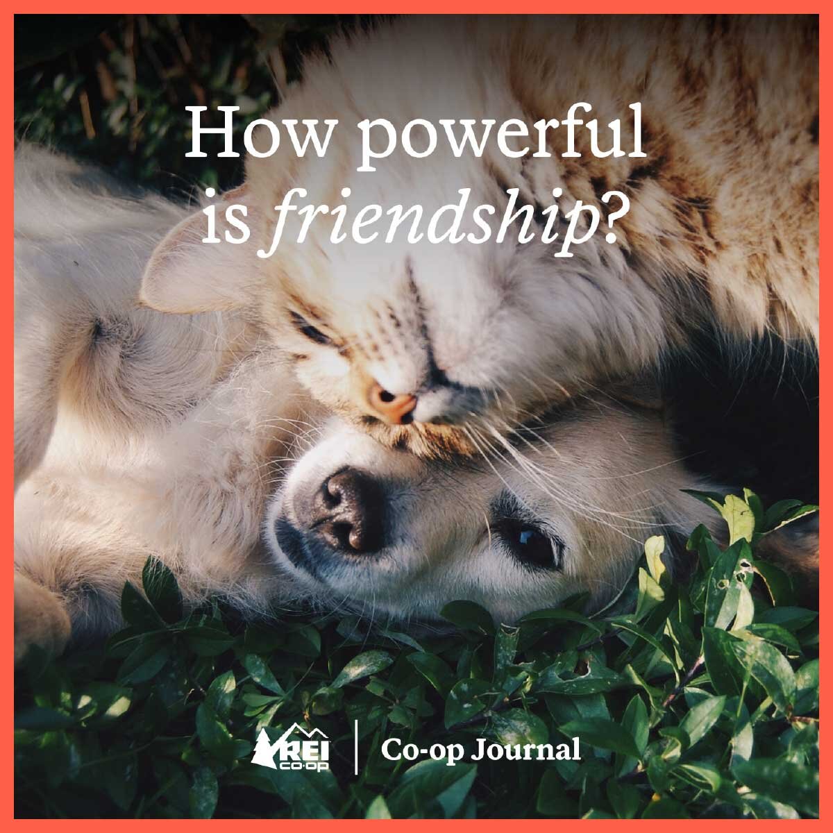 How powerful is friendship?