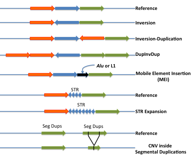 Complex structural variants 