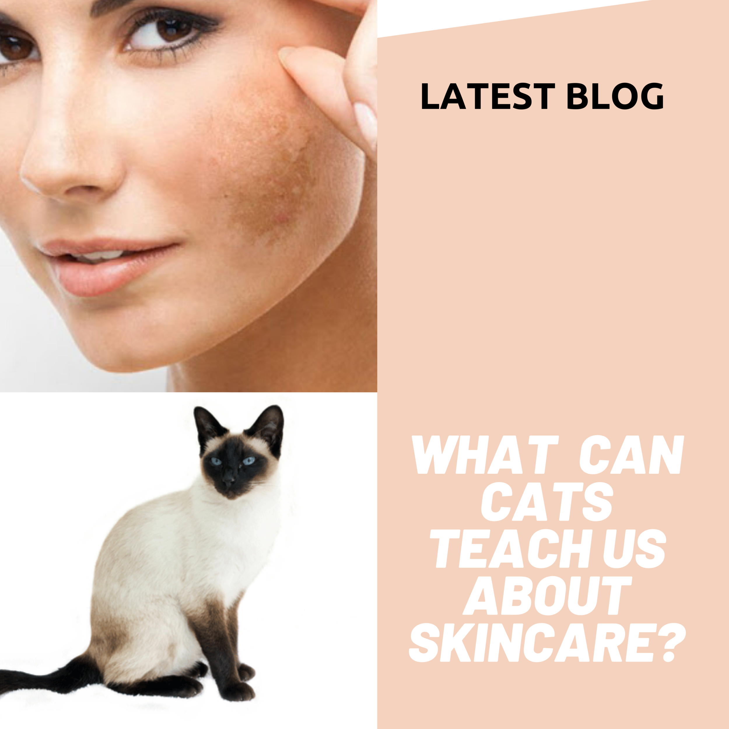 What Can Cats Teach us about Skincare? 