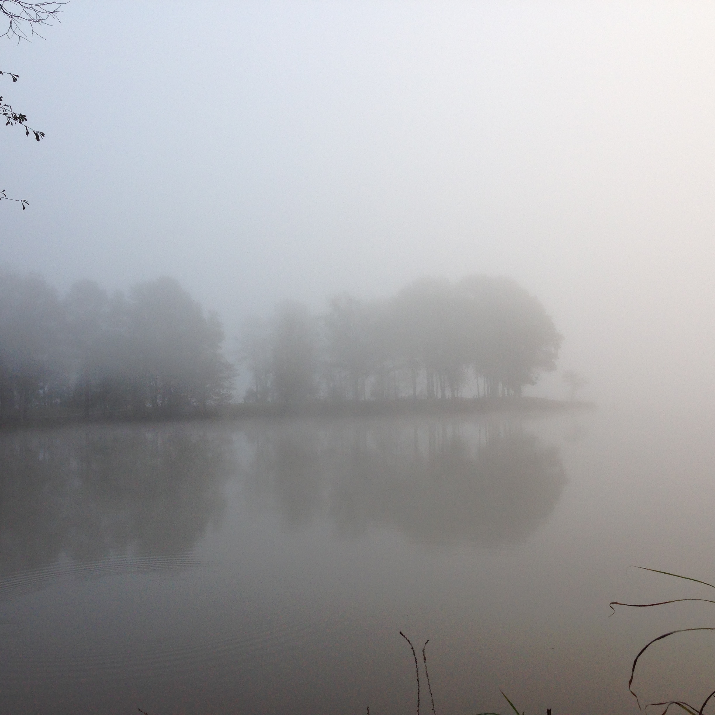 misty morning hop