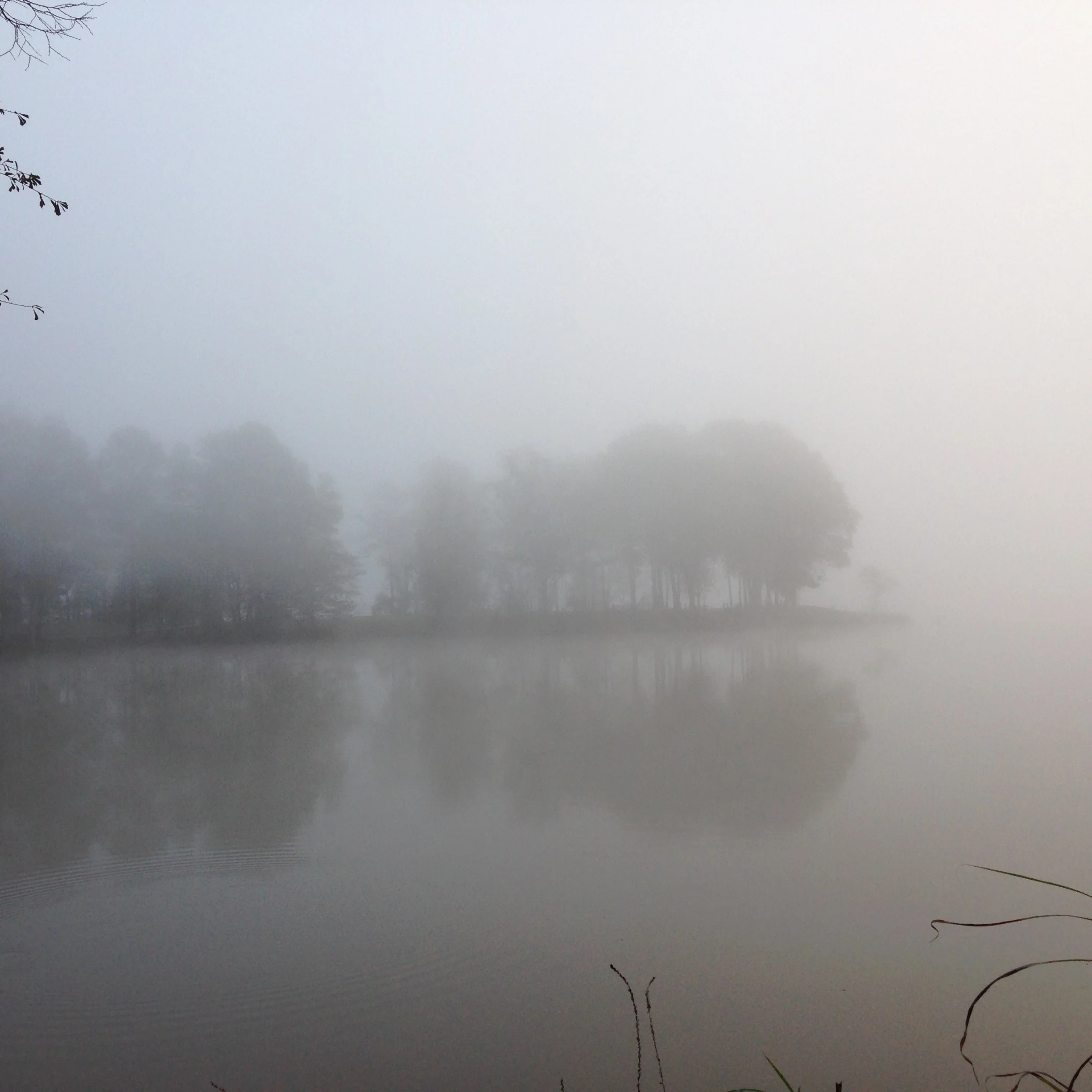 misty morning hop