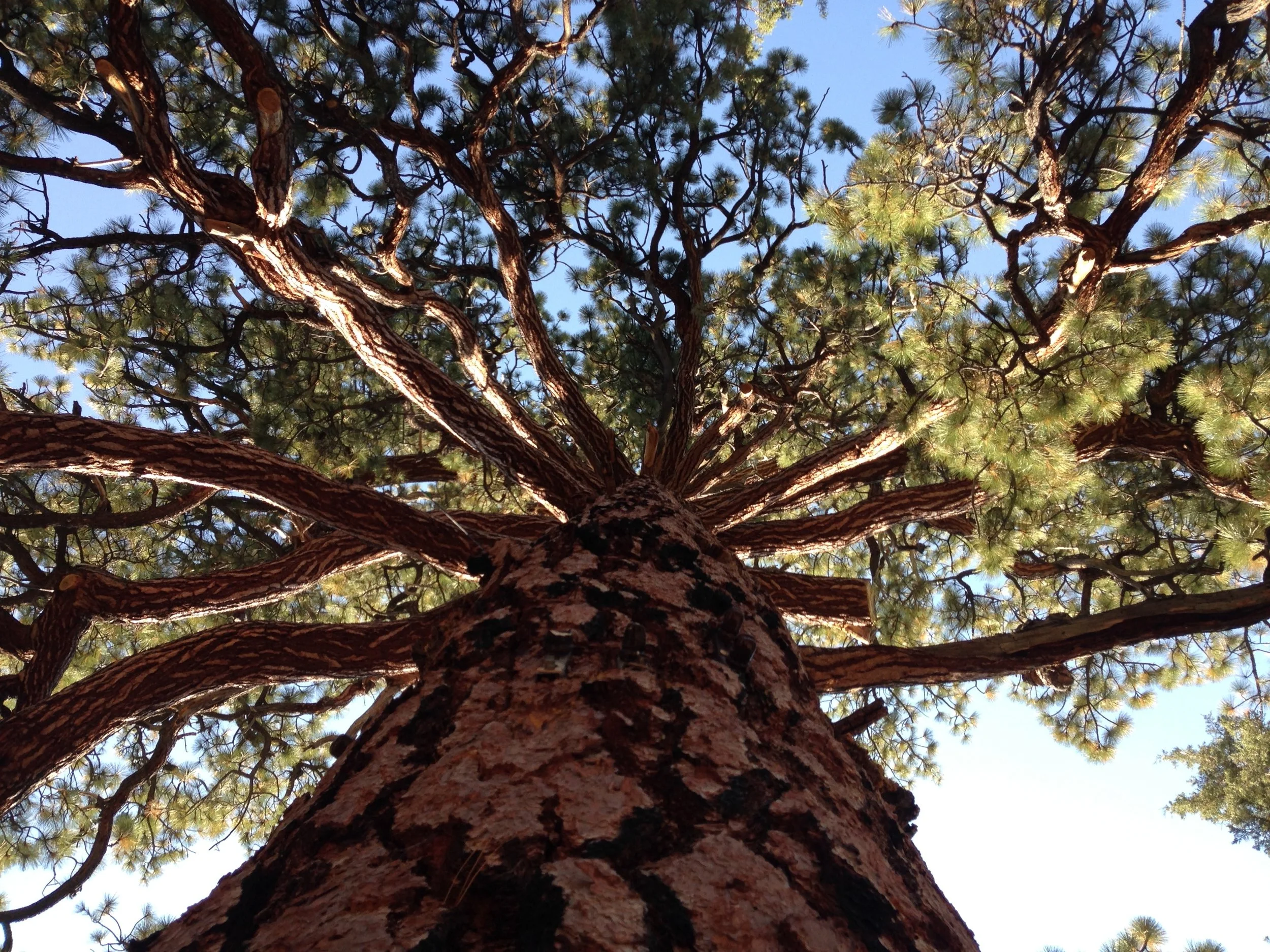 The big old pine in the middle of our camp from the base up. Pictures don't do justice, this thing is ancient and gargantuan. The marines told us to camp anywhere but underneath it as each old branch is the size of a normal tree and they fall regularly. Respect the ancients. 