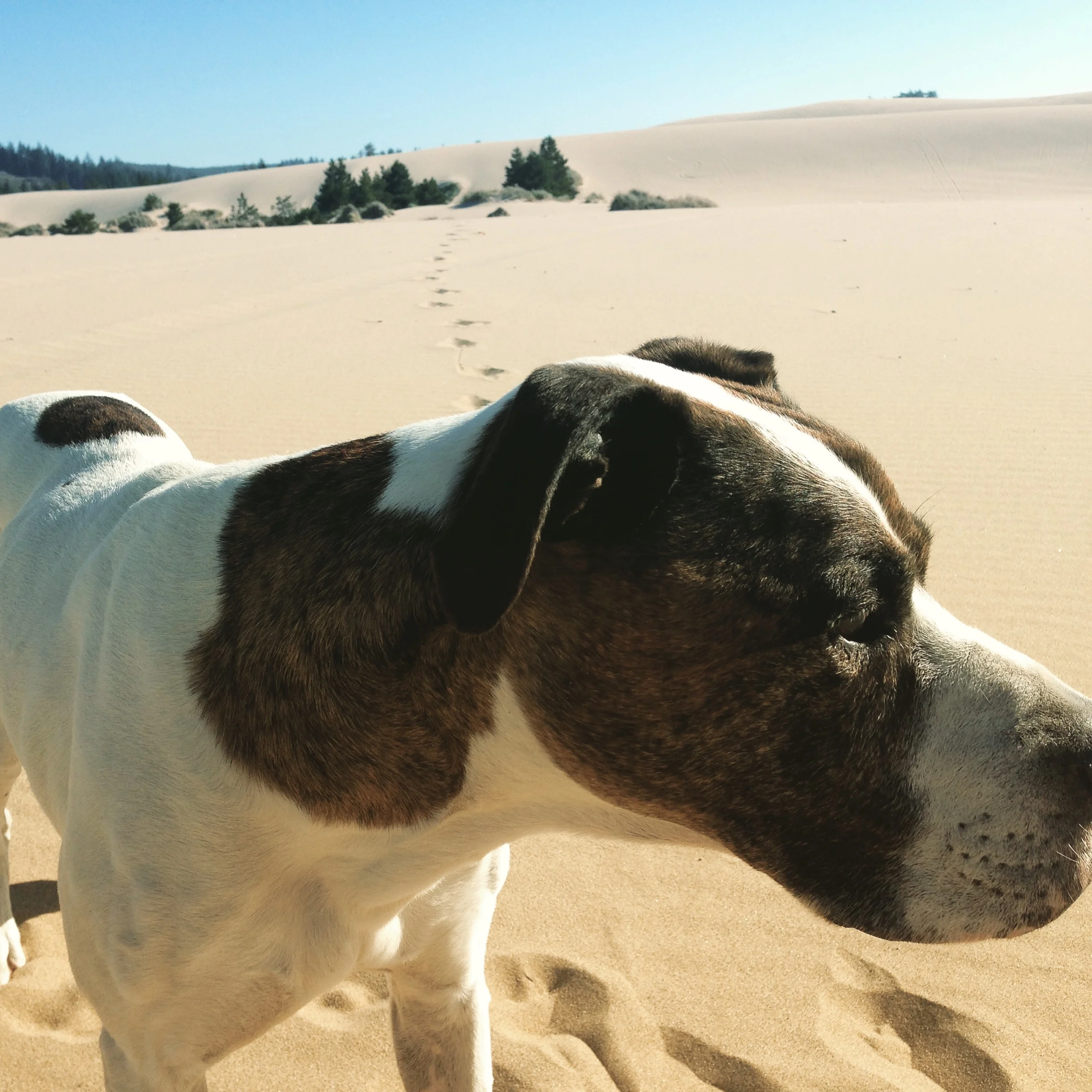 I took Z out on the sand, He loved it. Tracks in the sand tell no lies. You can follow some and they lead you to no where. Others lead you to dead mens graves, some, not most, lead to water. Or you can make your own tracks and blaze a trail. I suggest you find water. 
