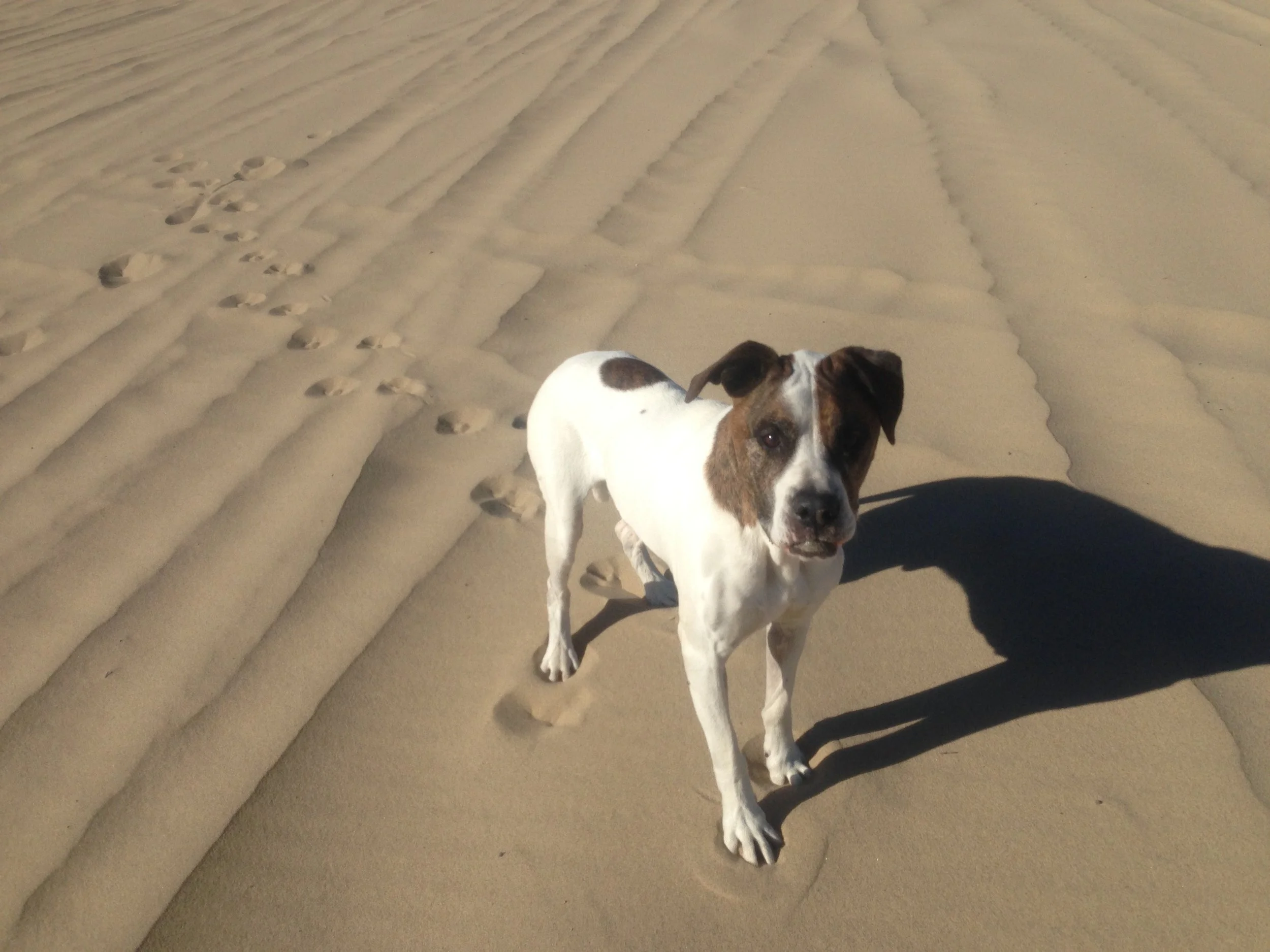 Zeke truly loved the sand.