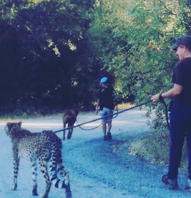 We took Pancake the ambassador cheetah and her best friend in the world Dayo, the rhodesian ridgeback on a stroll. This wildlife facility is the most successful captive cheetah breeding programs in the world. 